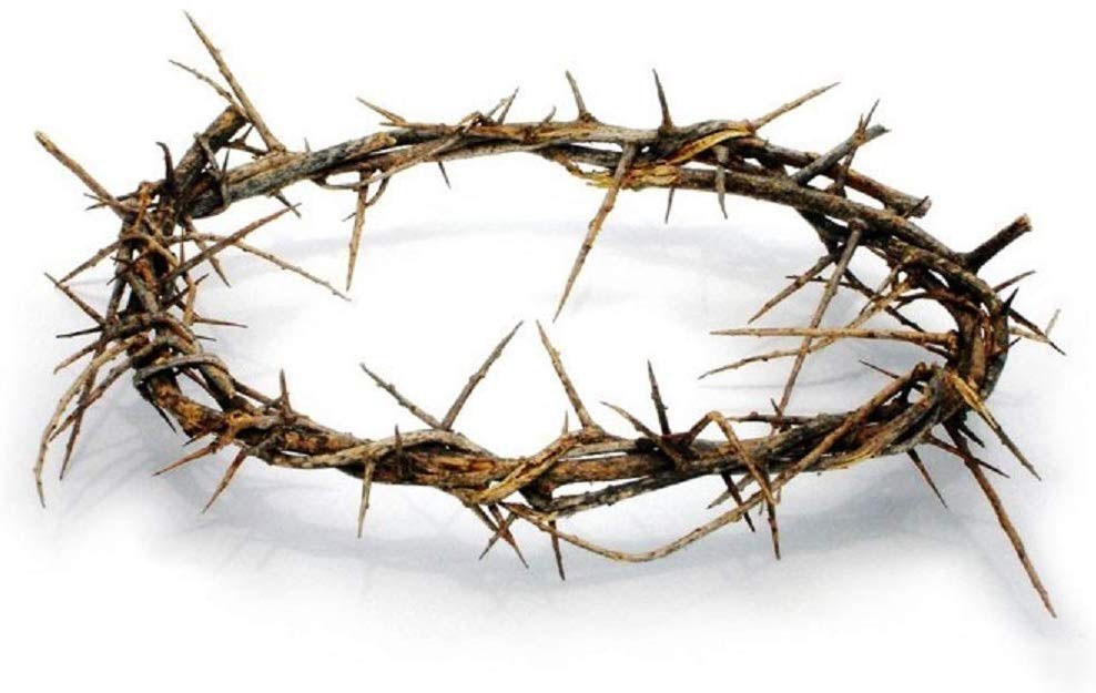Authentic Biblical Lifesize 8" Crown of Thorns from Jerusalem w/ Certificate