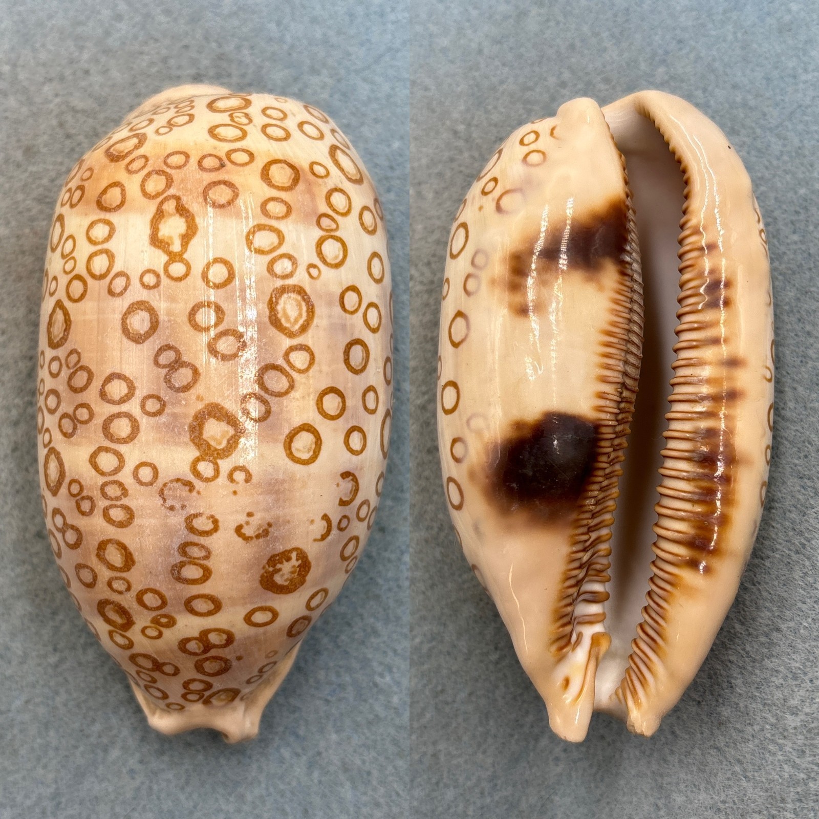 #1 Cypraea argus ventricosa 97.6mm F Suva, Fiji #1 Cypraea argus ventricosa 97.6mm F Suva, Fiji