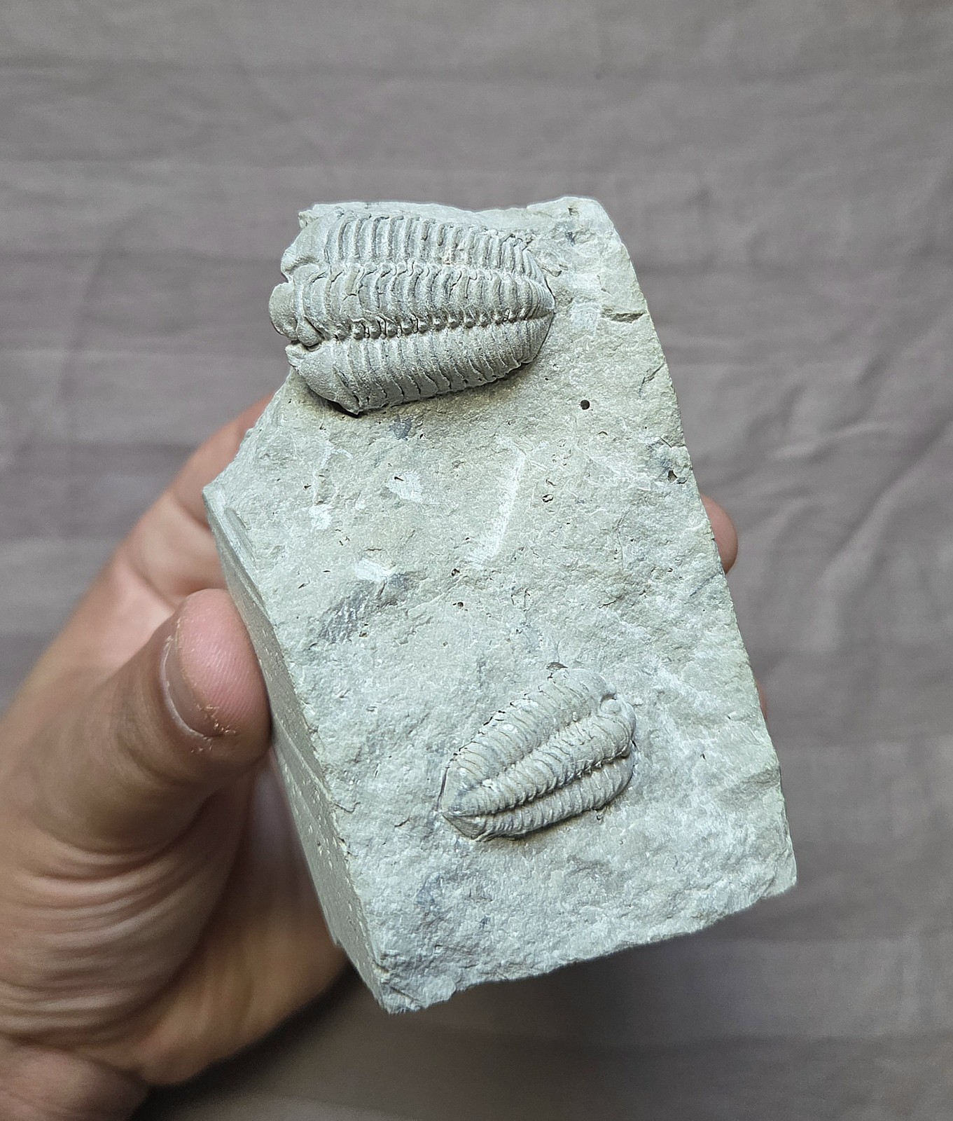 Rare Quality Calymene Celebra Trilobite Fossils In Matrix Display Wisconsin Rare Quality Calymene Celebra Trilobite Fossils In Matrix Display Wisconsin