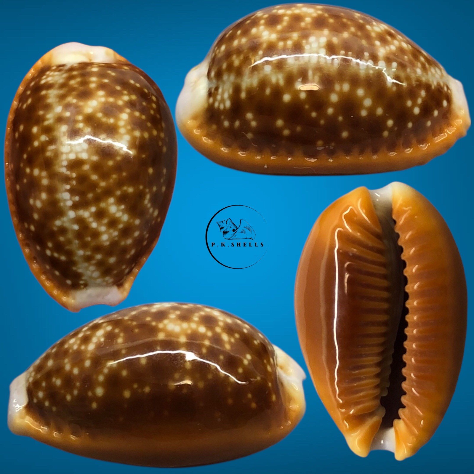 Cypraea helvola f. argella 22.6mm GEM Sri Lanka / Cypraeidae Shells Shell