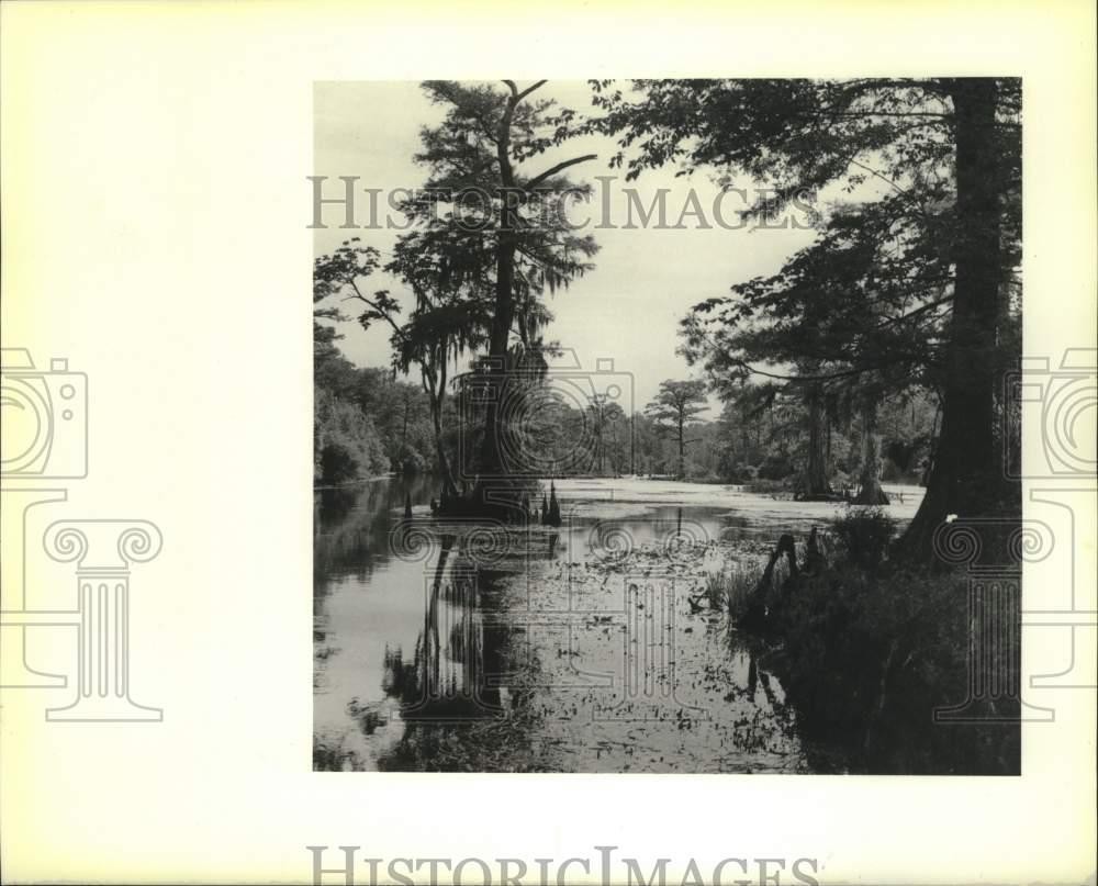 1989 Press Photo Okefenokee Swamp scene - noc01265