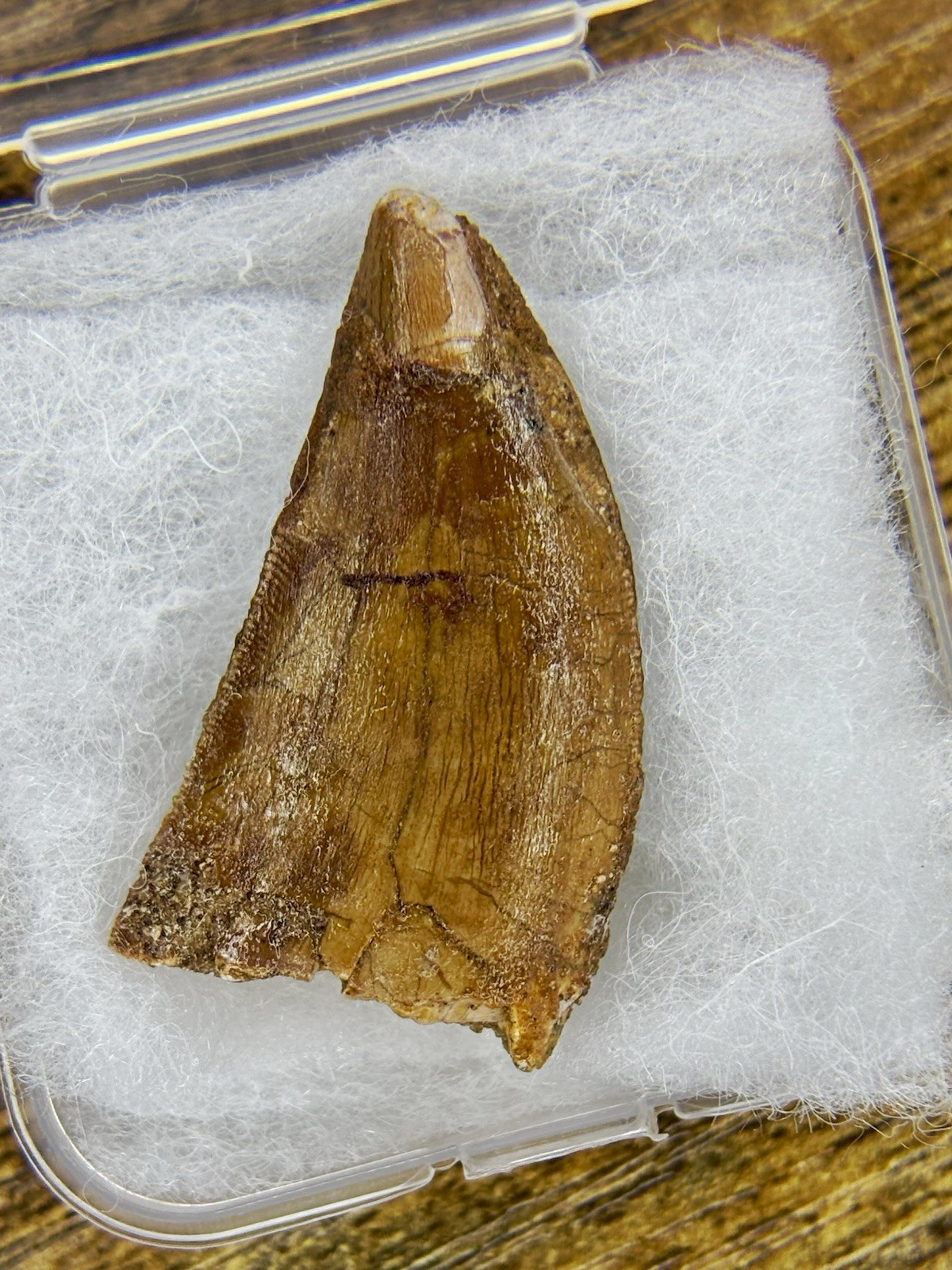 Carcharodontosaurus Tooth Fossil Kem Kem Formation 1.67 in