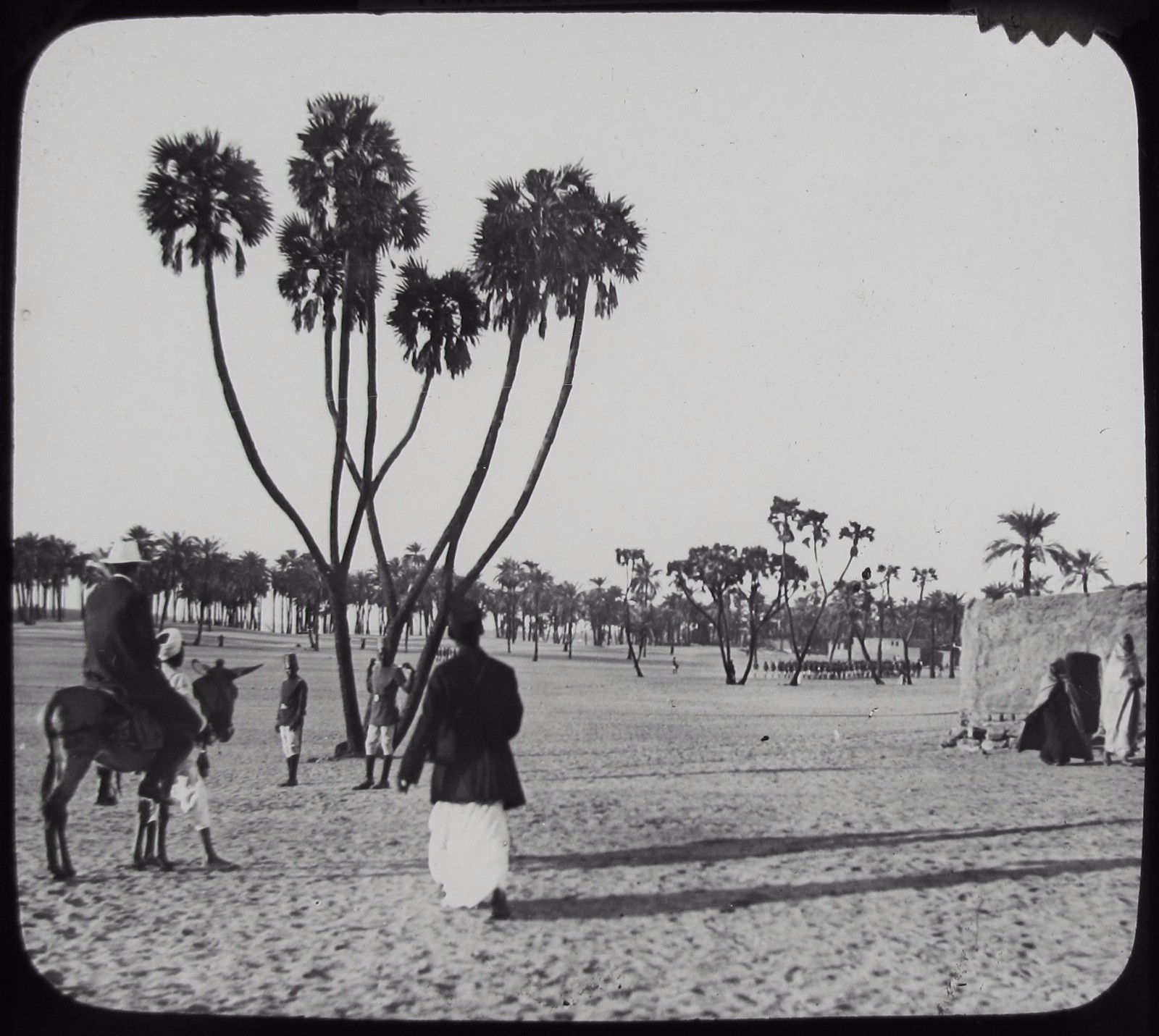 Glass Magic Lantern Slide DUM PALMS C1900 PHOTO EGYPT