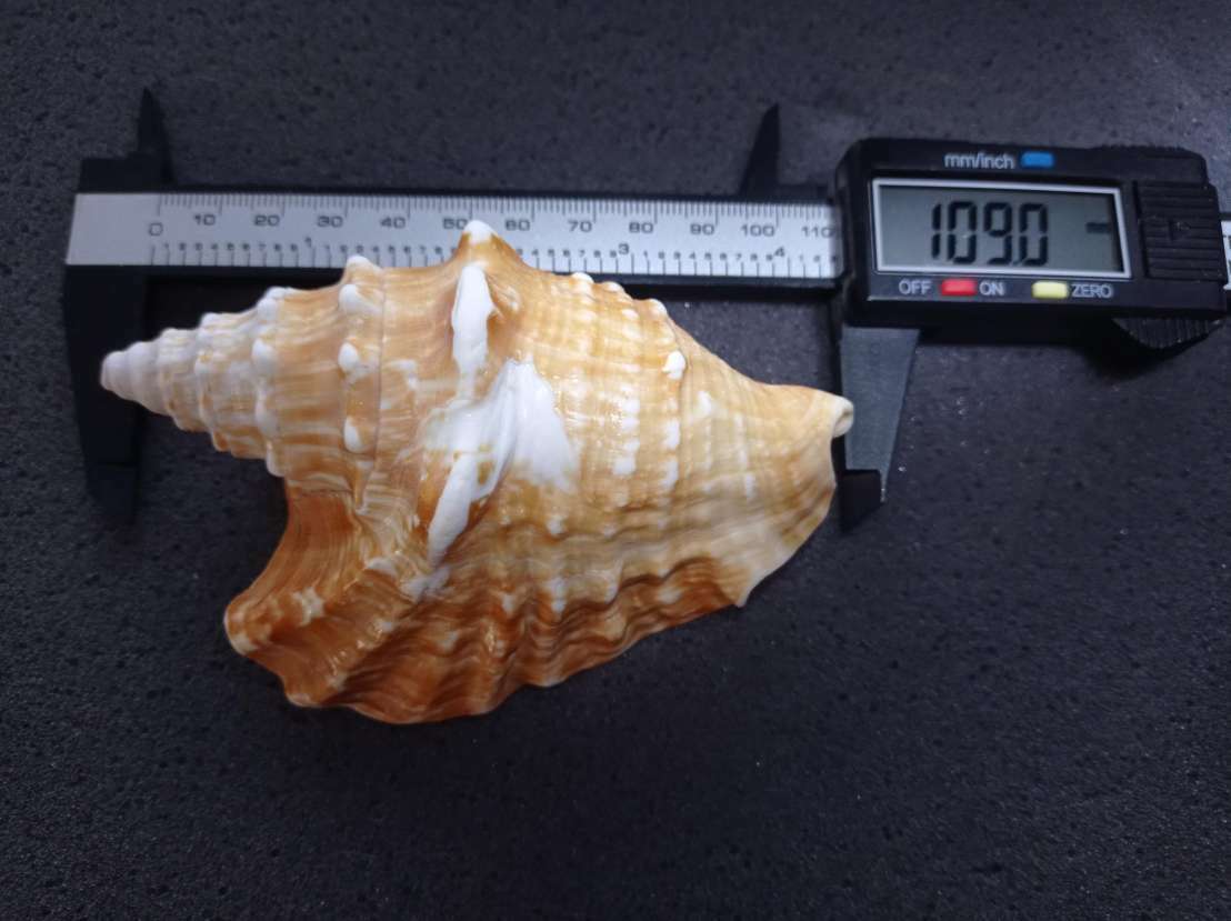 VERY RAREHUGE XL>TRICORNIS OLDI(OLD'S CONCH)MOGADISCIO,REPUBLIC OF SOMALIA/NO.2 VERY RAREHUGE XL>TRICORNIS OLDI(OLD'S CONCH)MOGADISCIO,REPUBLIC OF SOMALIA/NO.2
