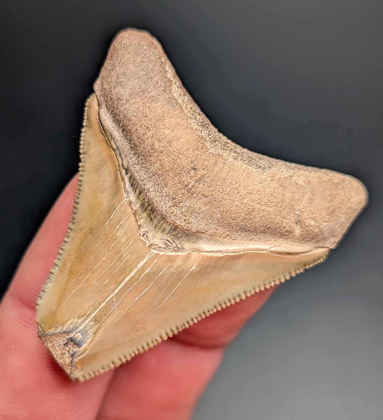 Beautiful Brown Megalodon Shark Tooth From Central Florida BV Beautiful Brown Megalodon Shark Tooth From Central Florida BV
