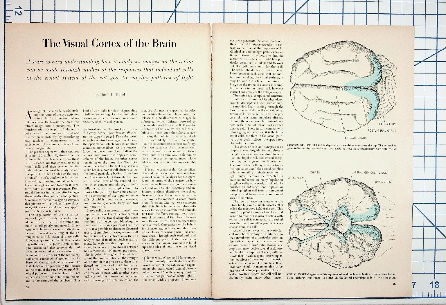 The Visual Cortex of the Brain David H. Hubel Article Pages Ephemera The Visual Cortex of the Brain David H. Hubel Article Pages Ephemera