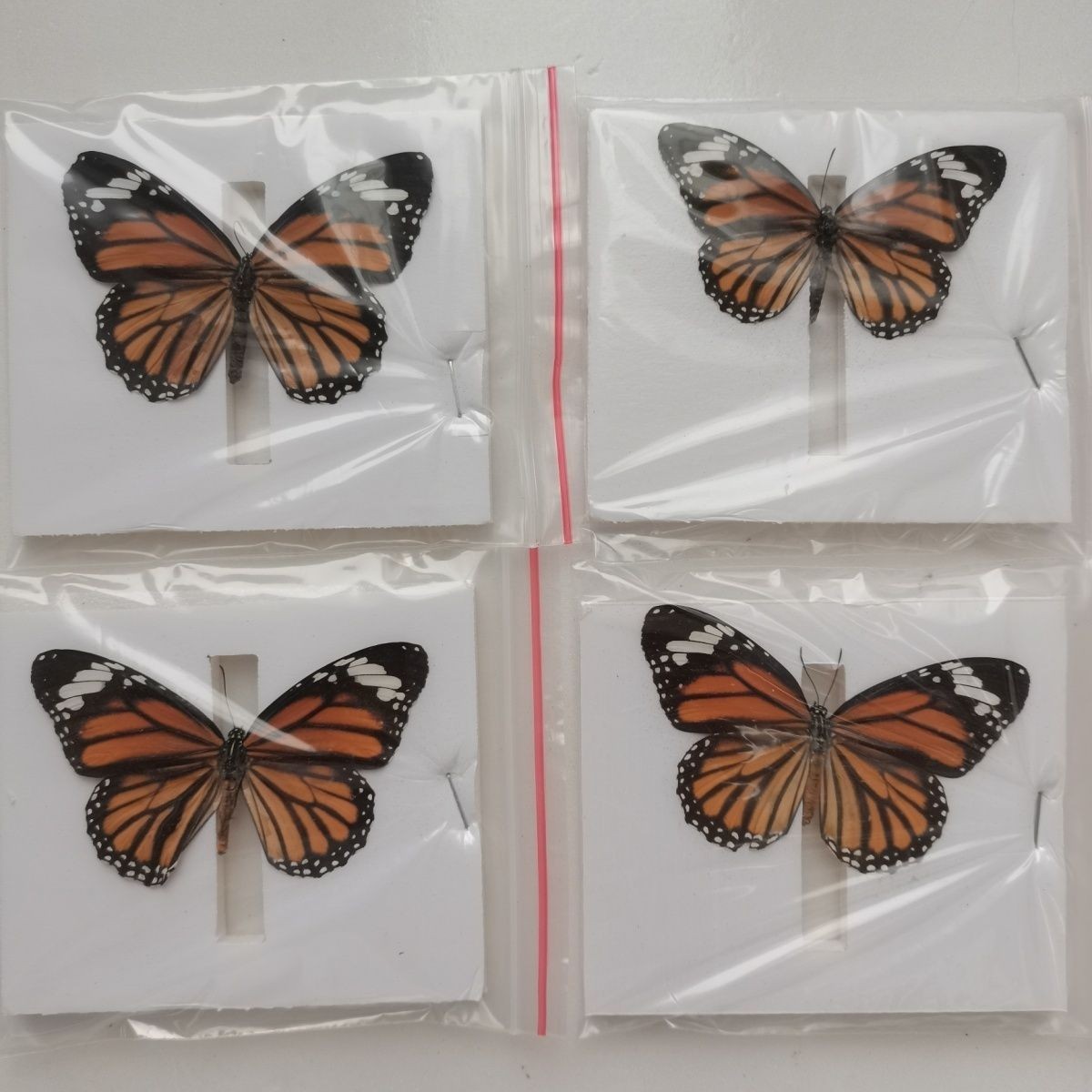 10 Real Common Tiger Butterfly Specimens Danaus genutia Spread Wings A- DIY