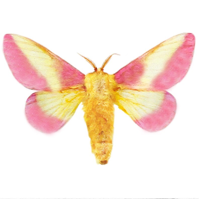 Dryocampa rubicunda ONE REAL MOTH PINK YELLOW ROSY MAPLE USA WINGS CLOSED Dryocampa rubicunda ONE REAL MOTH PINK YELLOW ROSY MAPLE USA WINGS CLOSED