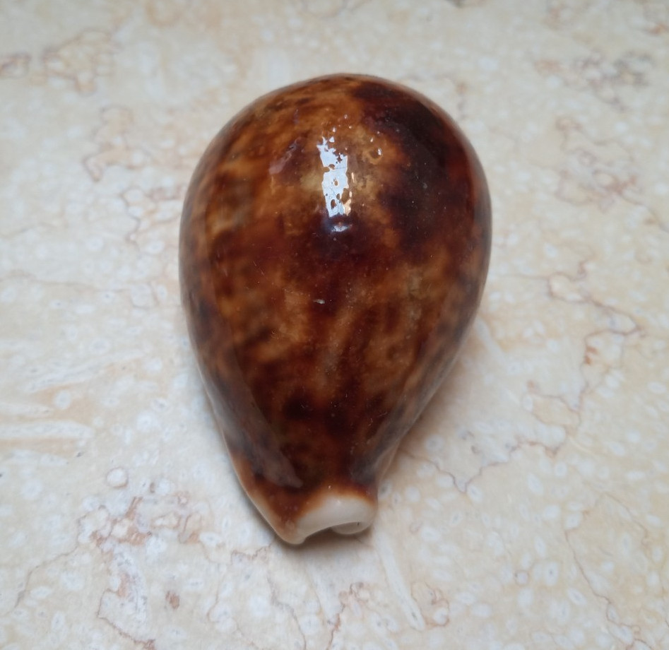 F pantherina Cypraea wow rusty color red sea shell natural glossy 91.5 mm F+++ F pantherina Cypraea wow rusty color red sea shell natural glossy 91.5 mm F+++