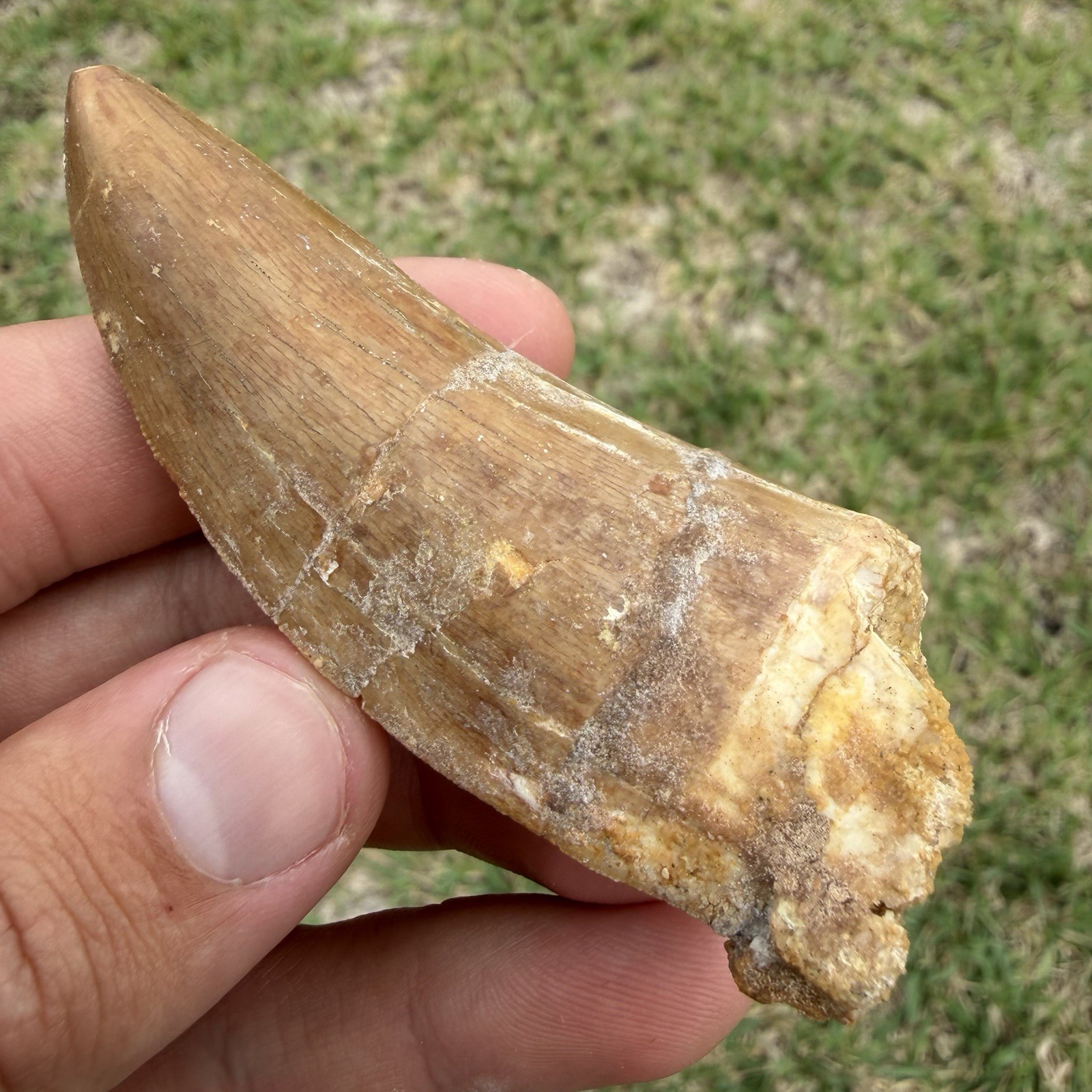 Dinosaur Tooth Fossil 3.27” Charcharodontosaurus T Rex Relative 100% Authentic Dinosaur Tooth Fossil 3.27” Charcharodontosaurus T Rex Relative 100% Authentic