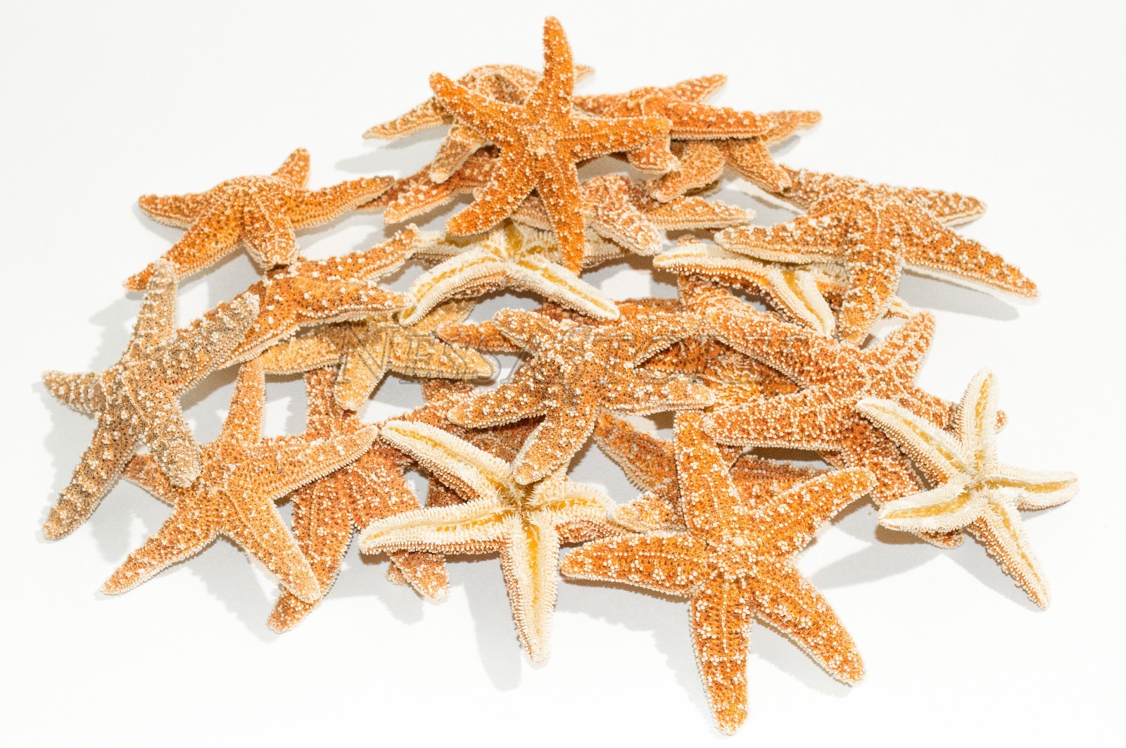 NessaStores- Sugar StarFish Sea Shell Wedding Real Craft 3" - 4" (24 pcs) #JC-57