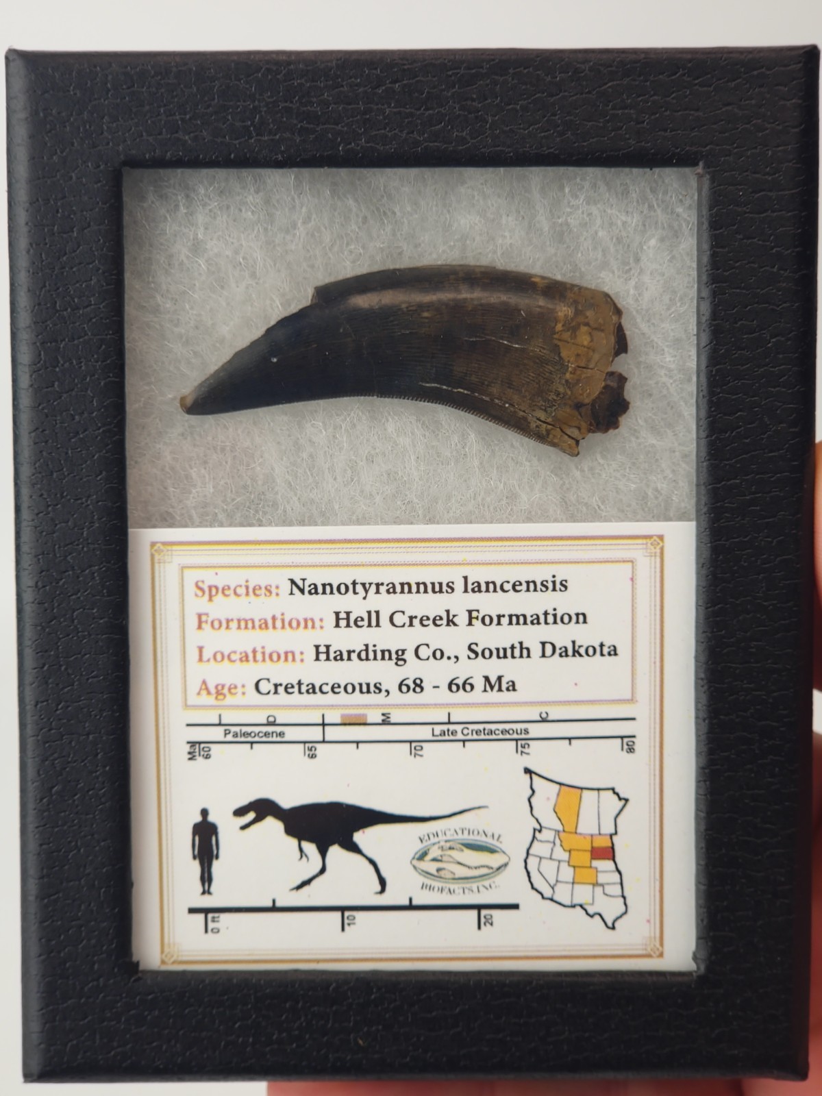 Nanotyrannus 1.89" Tyrannosaur Tooth Fossil - Hell Creek Fm. - Harding Co., SD Nanotyrannus 1.89" Tyrannosaur Tooth Fossil - Hell Creek Fm. - Harding Co., SD