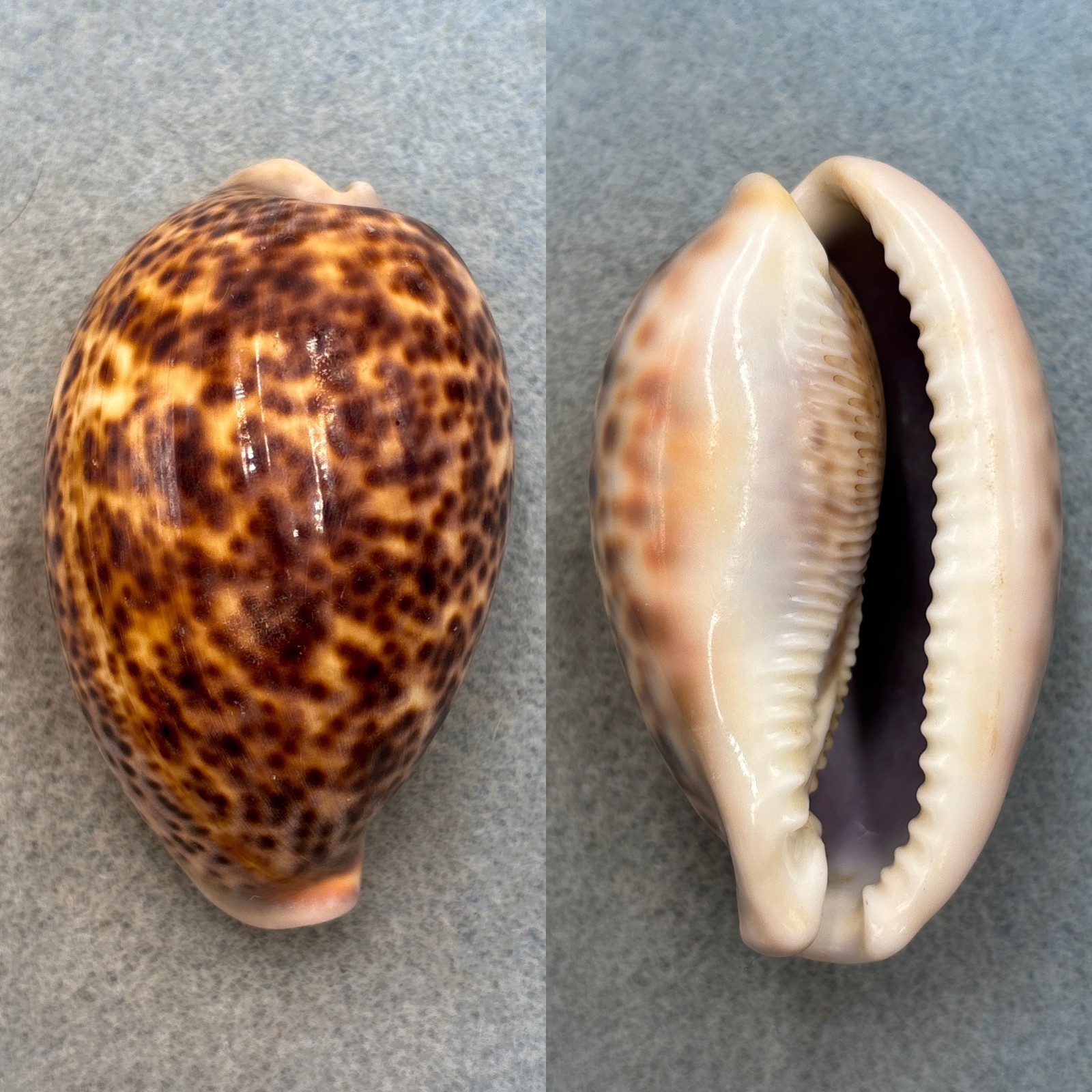 #14 Cypraea pantherina 72.9mm F Red Sea, Aden #14 Cypraea pantherina 72.9mm F Red Sea, Aden
