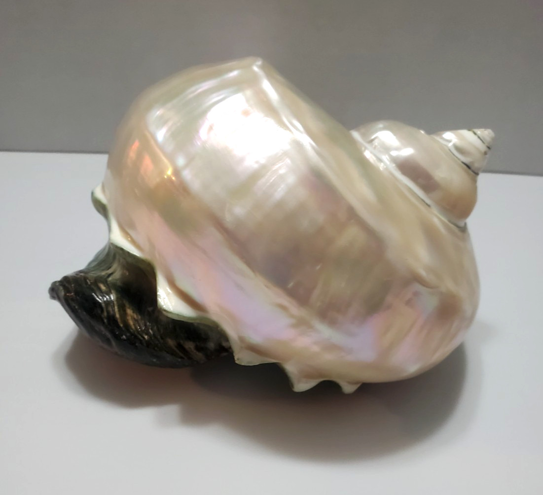 LARGE VTG PEARL TURBO IRIDESCENT SEASHELL MARMORATUS MOTHER OF PEARL TURBAN 