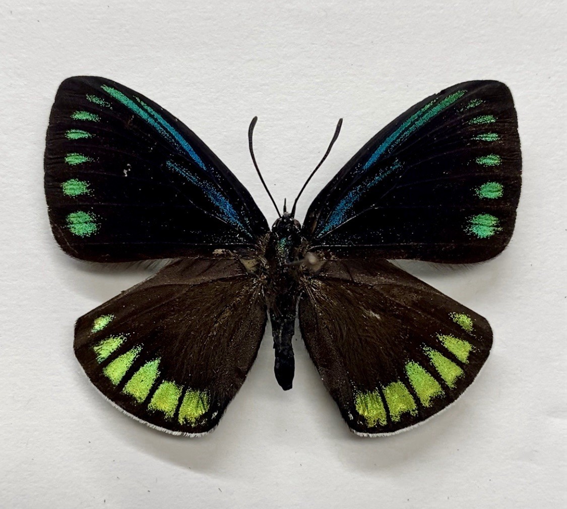Eumaeus debora lot of 10 unmounted wings closes specimens. Entomology 