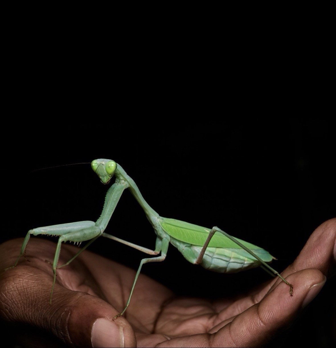 Giant Asian Praying Mantis ( Hierodula membranacea ) (L3) Giant Asian Praying Mantis ( Hierodula membranacea ) (L3)