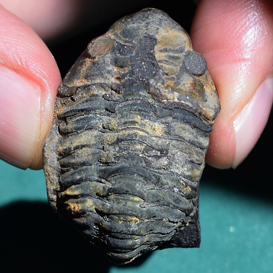 Ultra rare trilobite, Proboloides cottreaui: Bolivia Devonian trilobite fossil Ultra rare trilobite, Proboloides cottreaui: Bolivia Devonian trilobite fossil