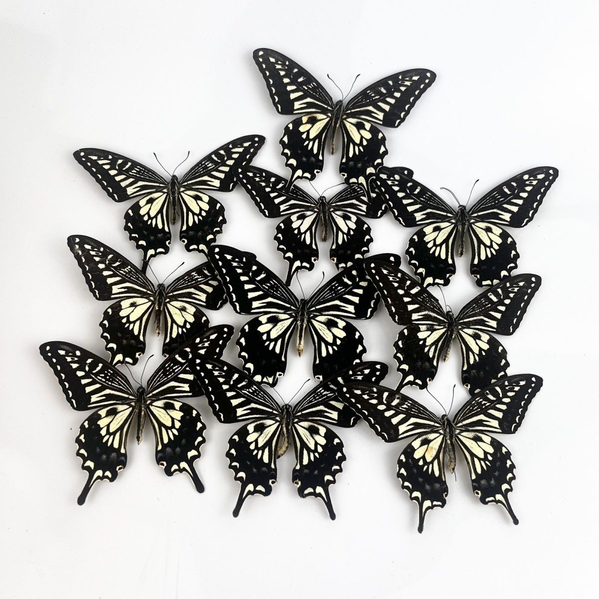 10 Real Asian Swallowtail Butterfly Specimens Papilio xuthus Spread Wings DIY 10 Real Asian Swallowtail Butterfly Specimens Papilio xuthus Spread Wings DIY