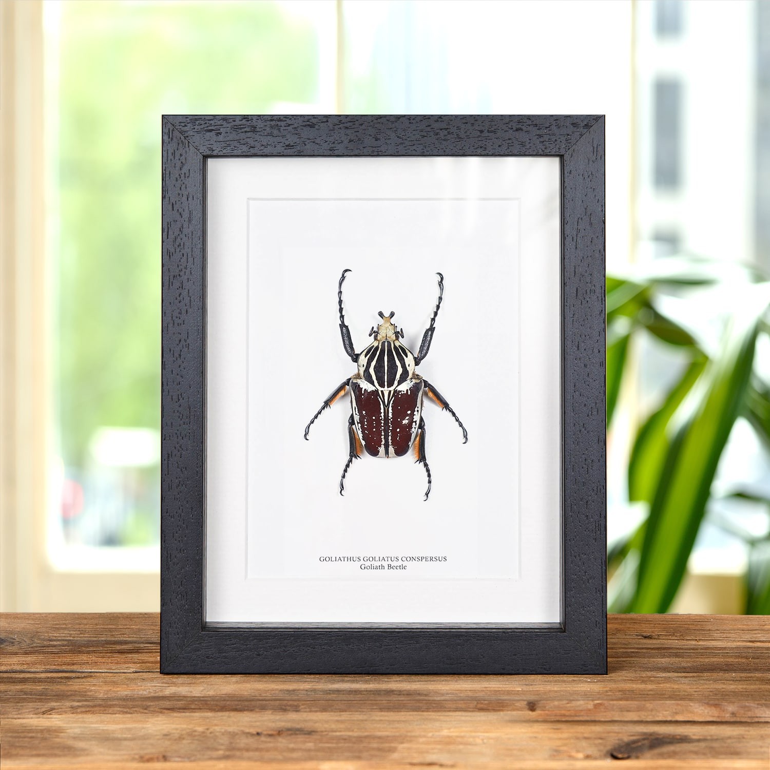Goliath Taxidermy Beetle Frame (Goliathus goliatus conspersus) Goliath Taxidermy Beetle Frame (Goliathus goliatus conspersus)