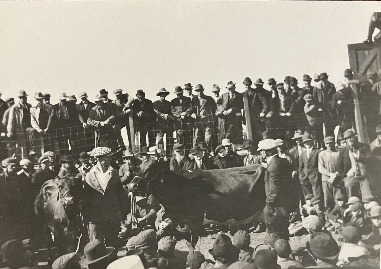 c1910 Cattle Auction SOO Railroad Railway, MN Antique Real Photo Postcard RPPC c1910 Cattle Auction SOO Railroad Railway, MN Antique Real Photo Postcard RPPC
