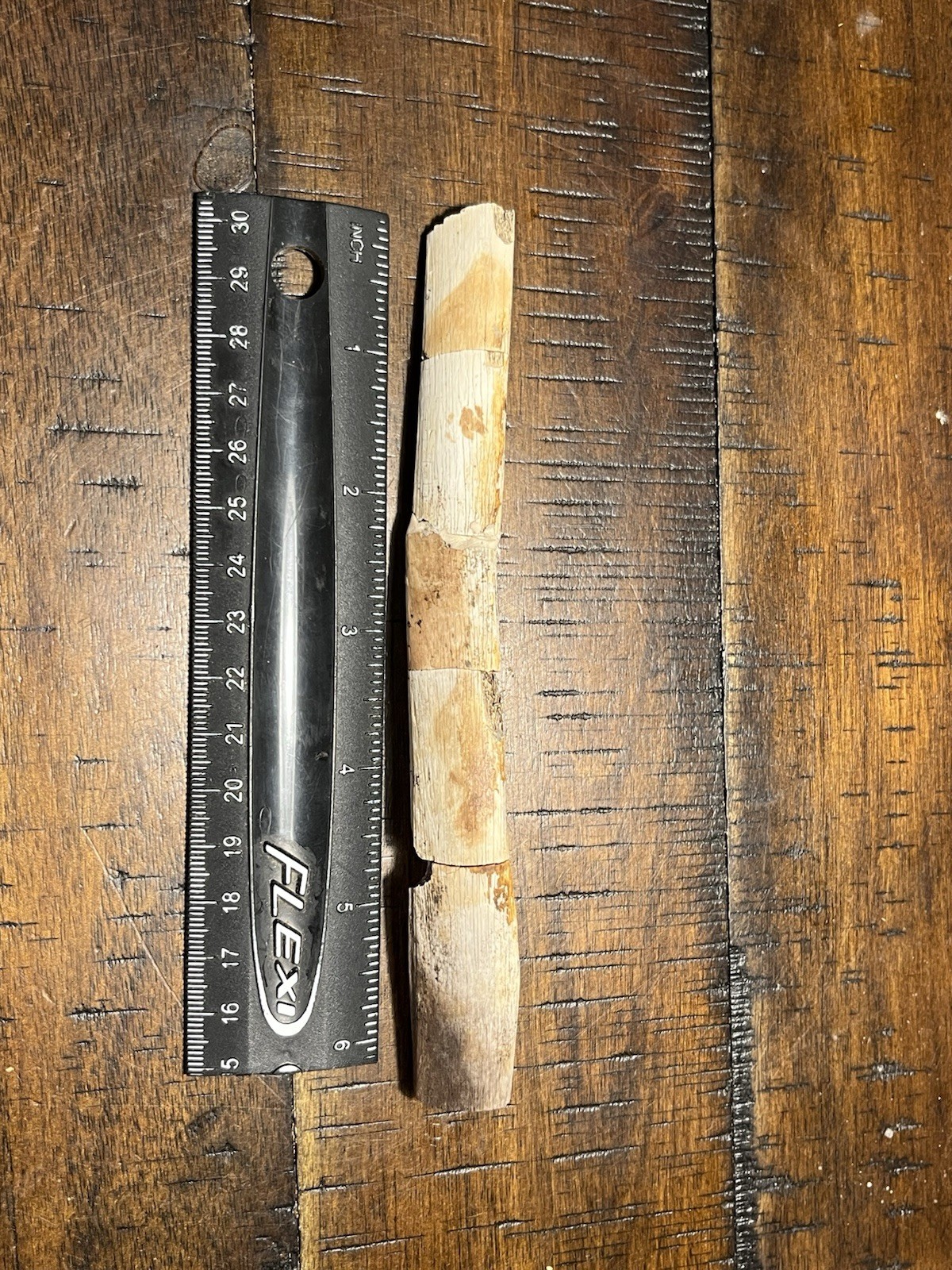 Thescelosaur Or Pachycephalosaur Rib Hell Creek Formation SD Dinosaur Fossil