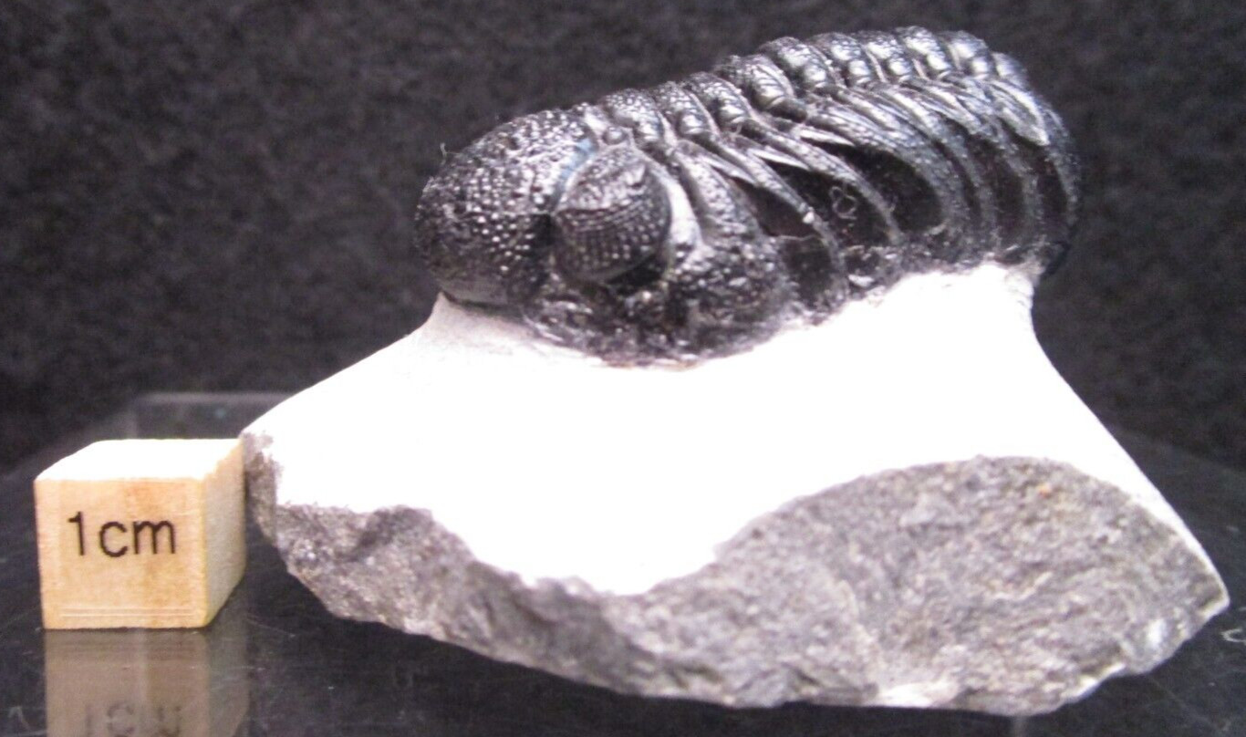 Perfectly Prepared Devonian Phacops sp. Fossil Trilobite Morocco