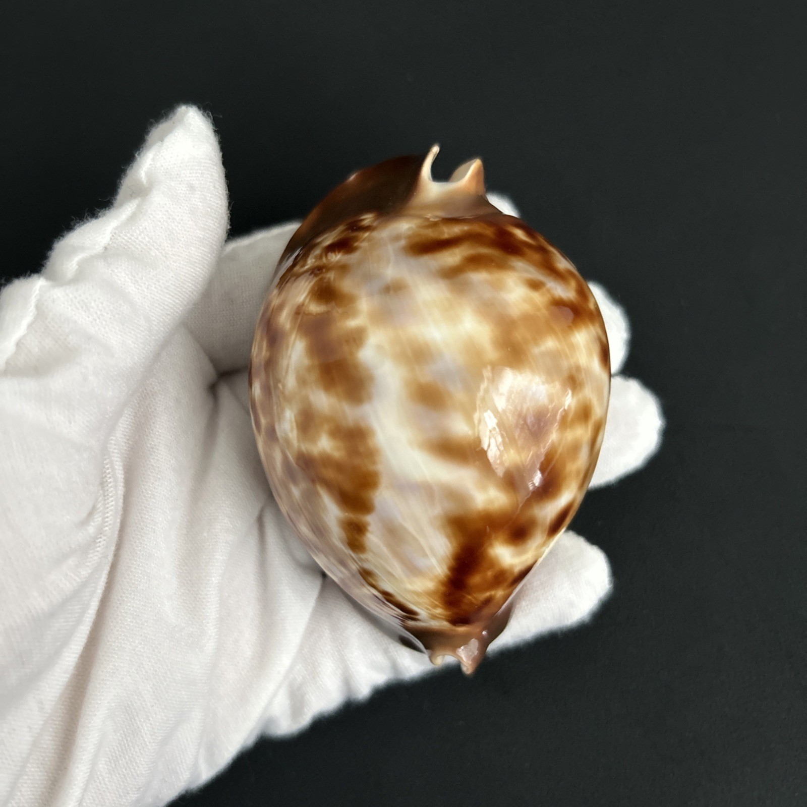 Zoila thersites thersites, Thersites Friend’s Cowrie, Cypraea thersites, 80.1mm Zoila thersites thersites, Thersites Friend’s Cowrie, Cypraea thersites, 80.1mm