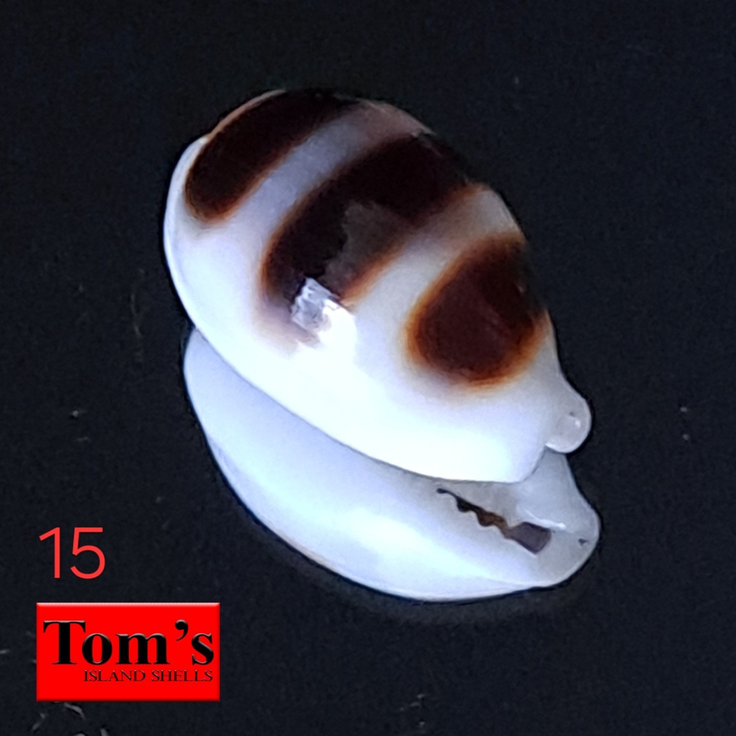 Cypraea asellus #15 17.8mm GORGEOUS GEM BEAUTY from the Philippines Cypraea asellus #15 17.8mm GORGEOUS GEM BEAUTY from the Philippines