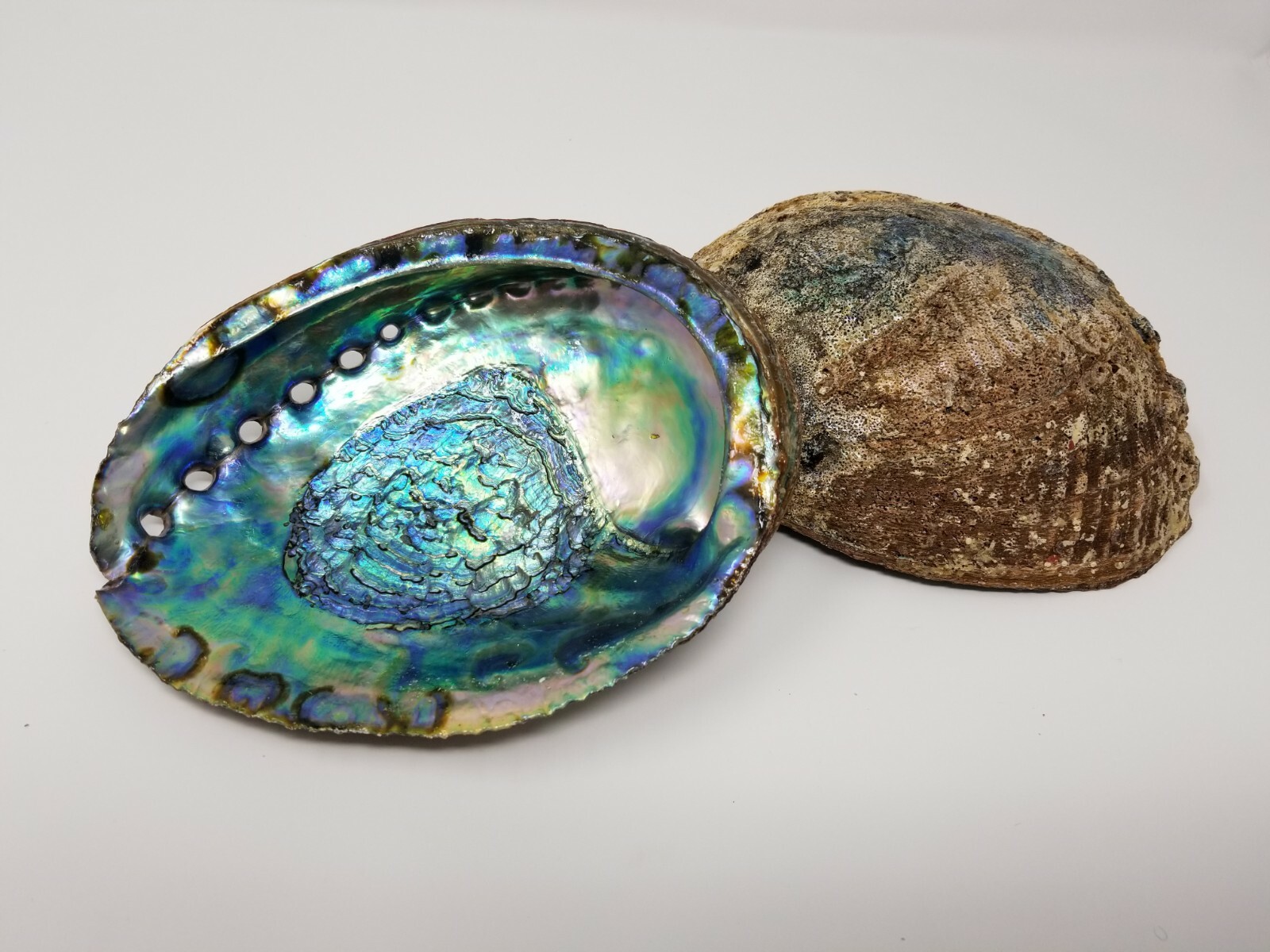 Extra Large XL Abalone Seashell 6-7" (2 pcs), Smudging Bowl Extra Large XL Abalone Seashell 6-7" (2 pcs), Smudging Bowl
