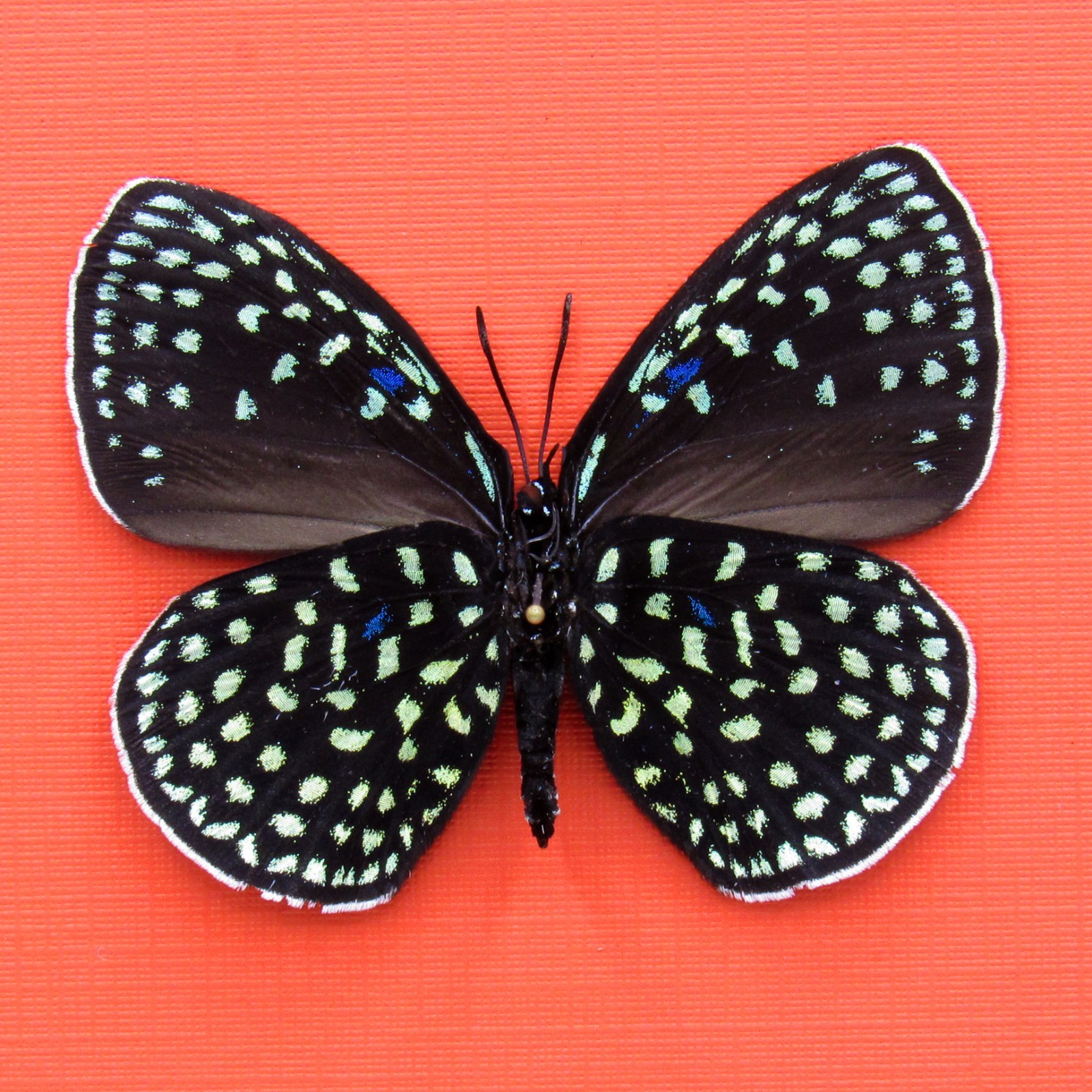 Real mounted metallic green butterfly - Eumaeus debora - female - A1 Real mounted metallic green butterfly - Eumaeus debora - female - A1
