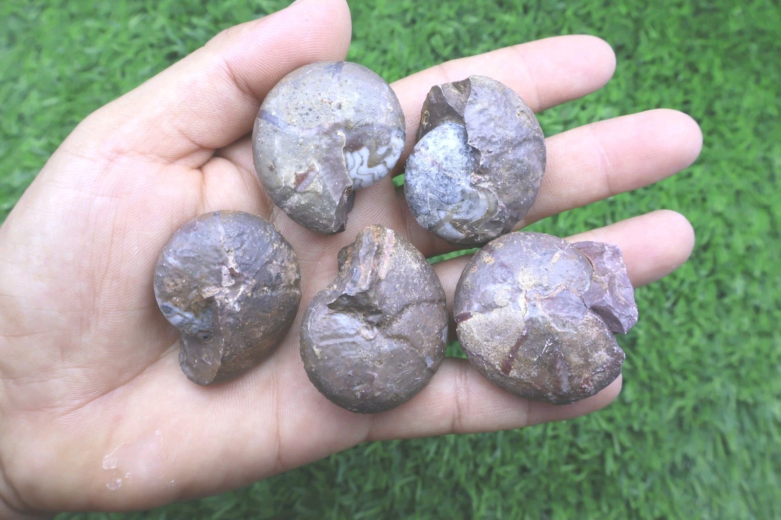 5 PCs Genuine Maenoceras Goniatite Devonian Fossil Morocco Collector Ammonites 5 PCs Genuine Maenoceras Goniatite Devonian Fossil Morocco Collector Ammonites