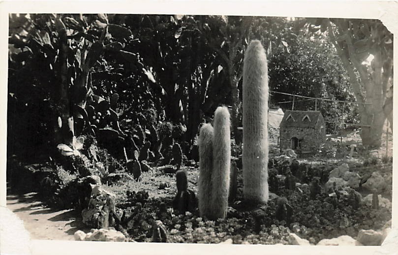 Postcard: RPPC Cactus Garden with Old Man Cactus and Stone Building Postcard: RPPC Cactus Garden with Old Man Cactus and Stone Building