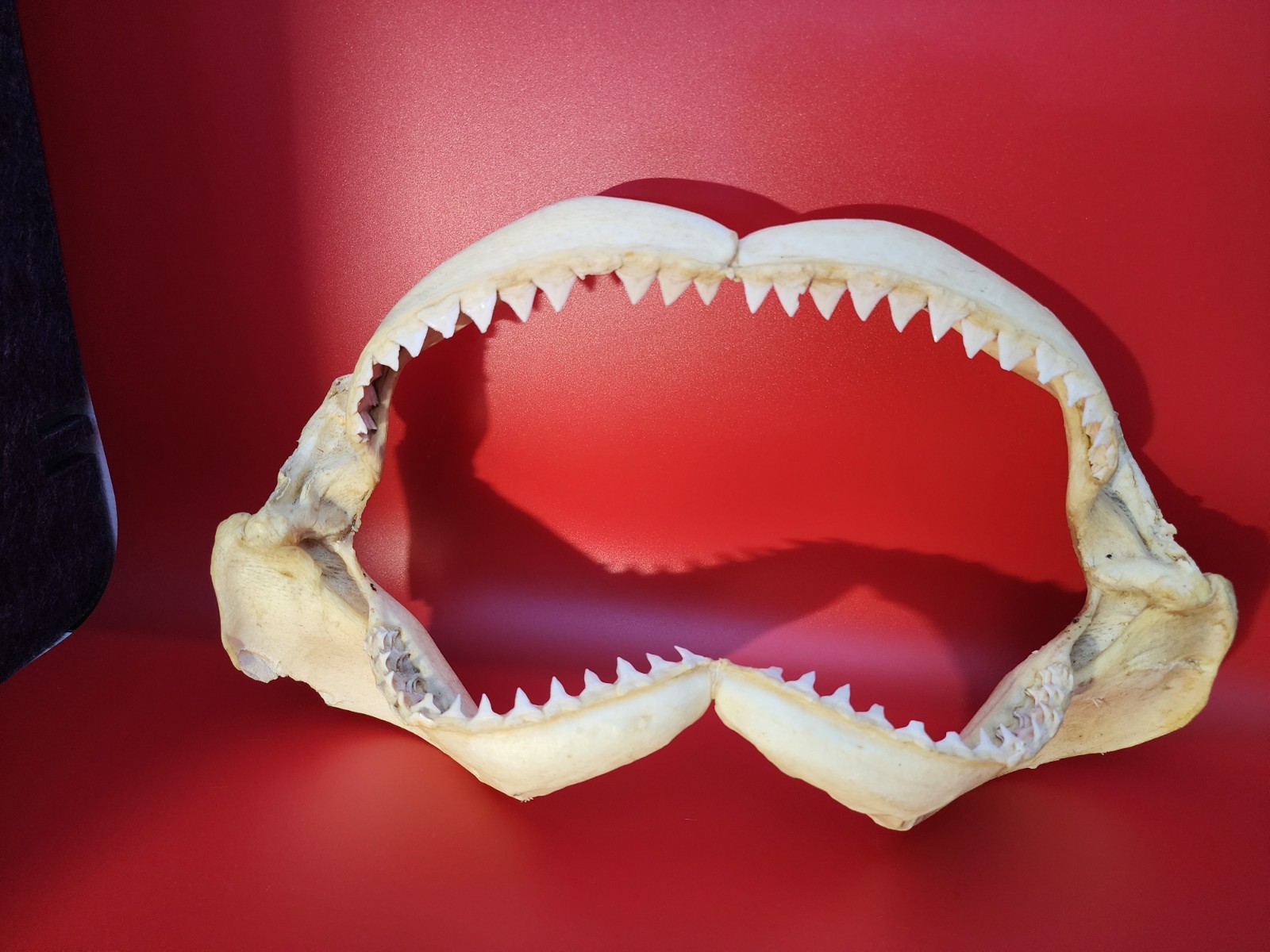 Large 14-inch Real Shark Jaw Teeth, Taxidermy, Bull Shark Type, Ocean Specimen