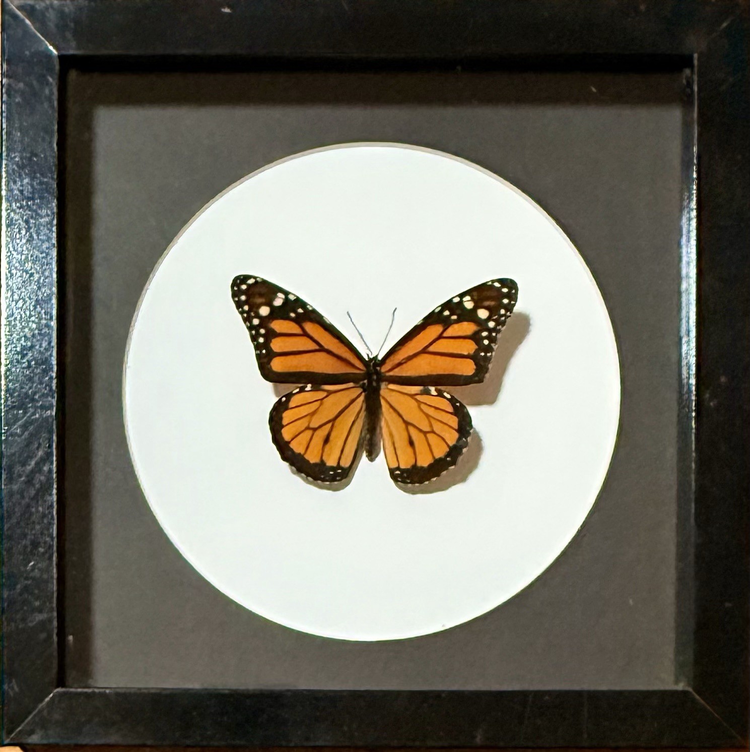 Monarch Butterfly (Danaus Plexippus) Mexico. Real framed insect Monarch Butterfly (Danaus Plexippus) Mexico. Real framed insect