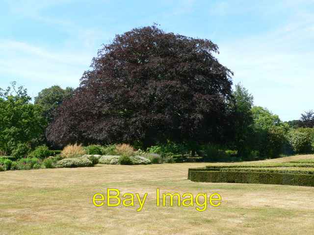 Photo 6x4 Copper Beech Scampston A truly magnificent tree in the garden a c2006 Photo 6x4 Copper Beech Scampston A truly magnificent tree in the garden a c2006