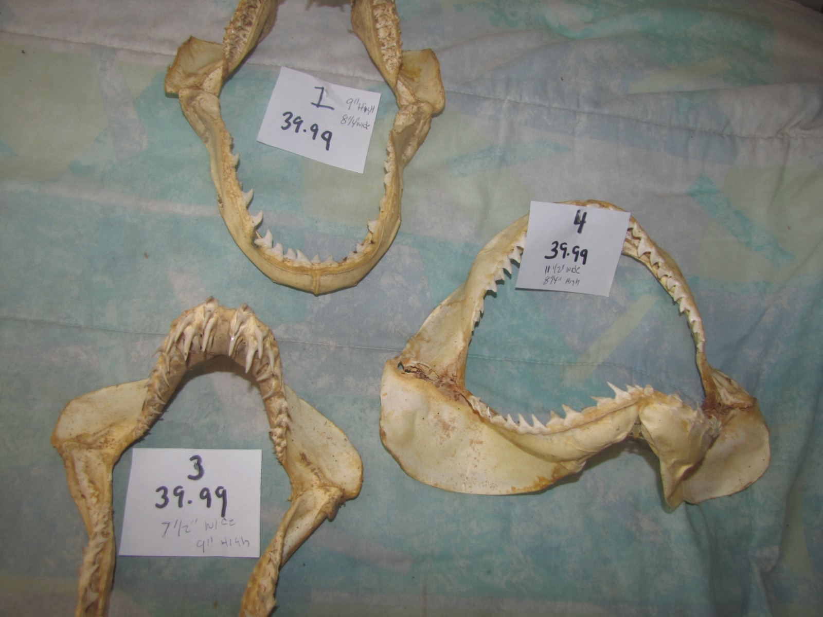 Bull Shark Jaw Skull Bone sharp Teeth Skeleton Vintag Taxidermy YOU CHOOSE SEE Bull Shark Jaw Skull Bone sharp Teeth Skeleton Vintag Taxidermy YOU CHOOSE SEE