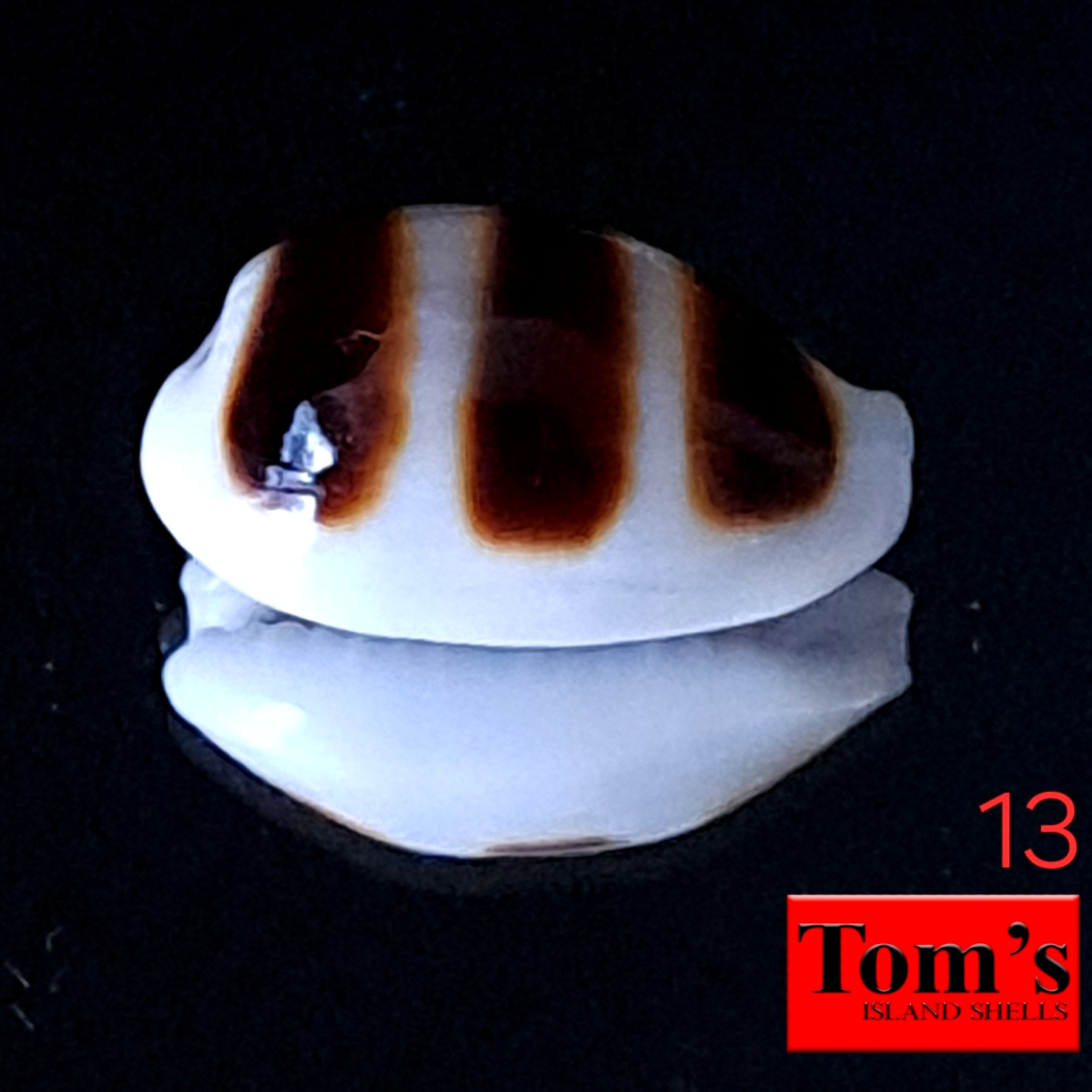 Cypraea asellus #13 16.8mm GORGEOUS GEM BEAUTY from the Philippines Cypraea asellus #13 16.8mm GORGEOUS GEM BEAUTY from the Philippines