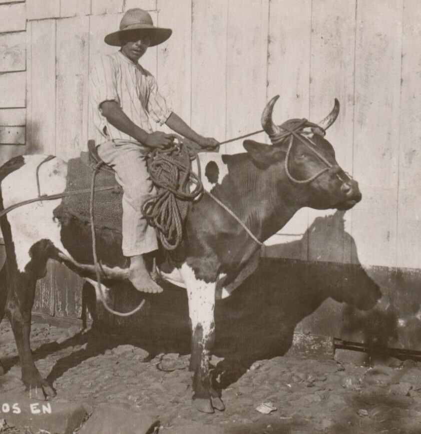 ASI Montan Los Toros En Los Tuxtlas Ver RPPC Tome Cerveza Insuperable Postcard ASI Montan Los Toros En Los Tuxtlas Ver RPPC Tome Cerveza Insuperable Postcard