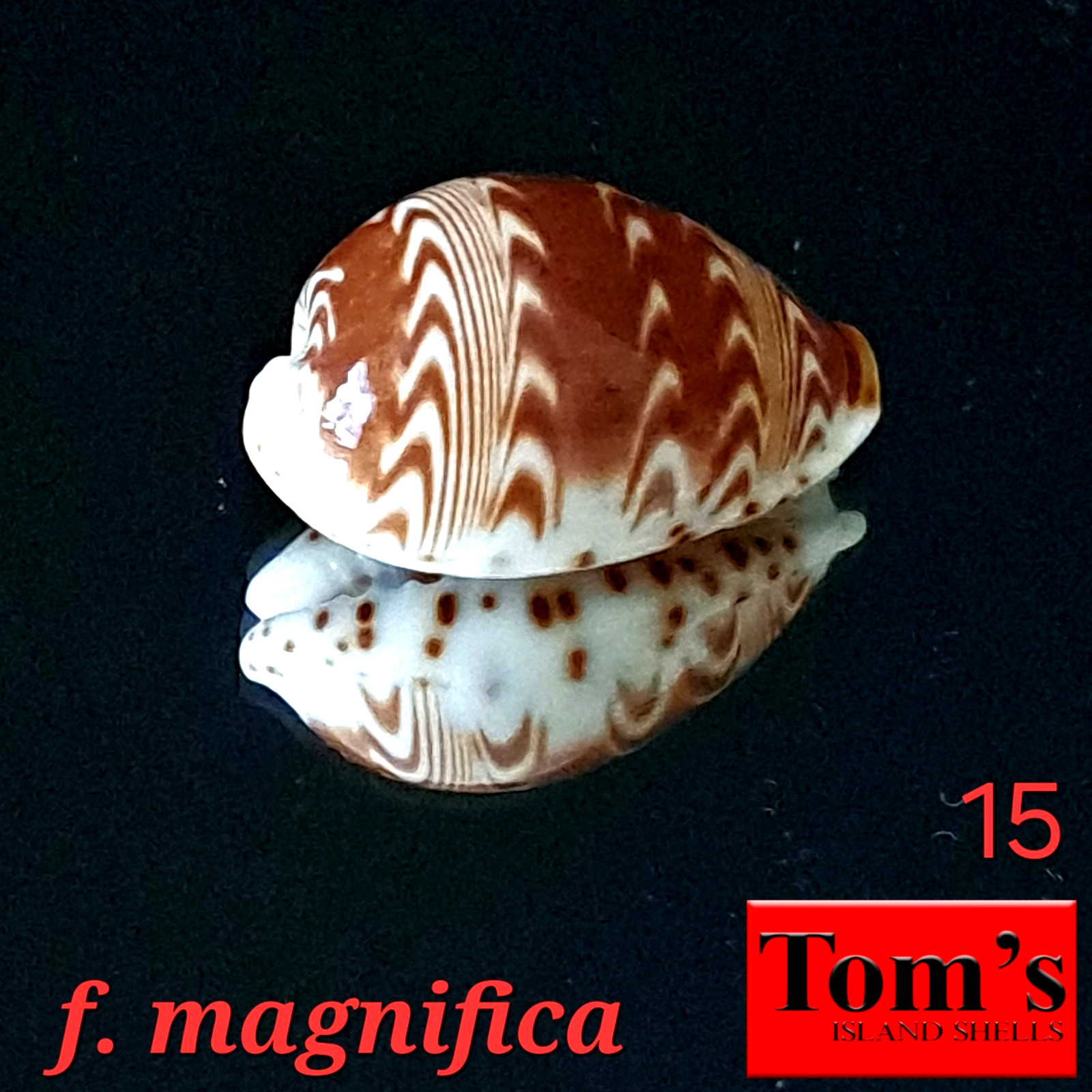 Cypraea diluculum f. magnifica #15 24.1mm GEM EXQUISITE BEAUTY from Zanzibar Cypraea diluculum f. magnifica #15 24.1mm GEM EXQUISITE BEAUTY from Zanzibar