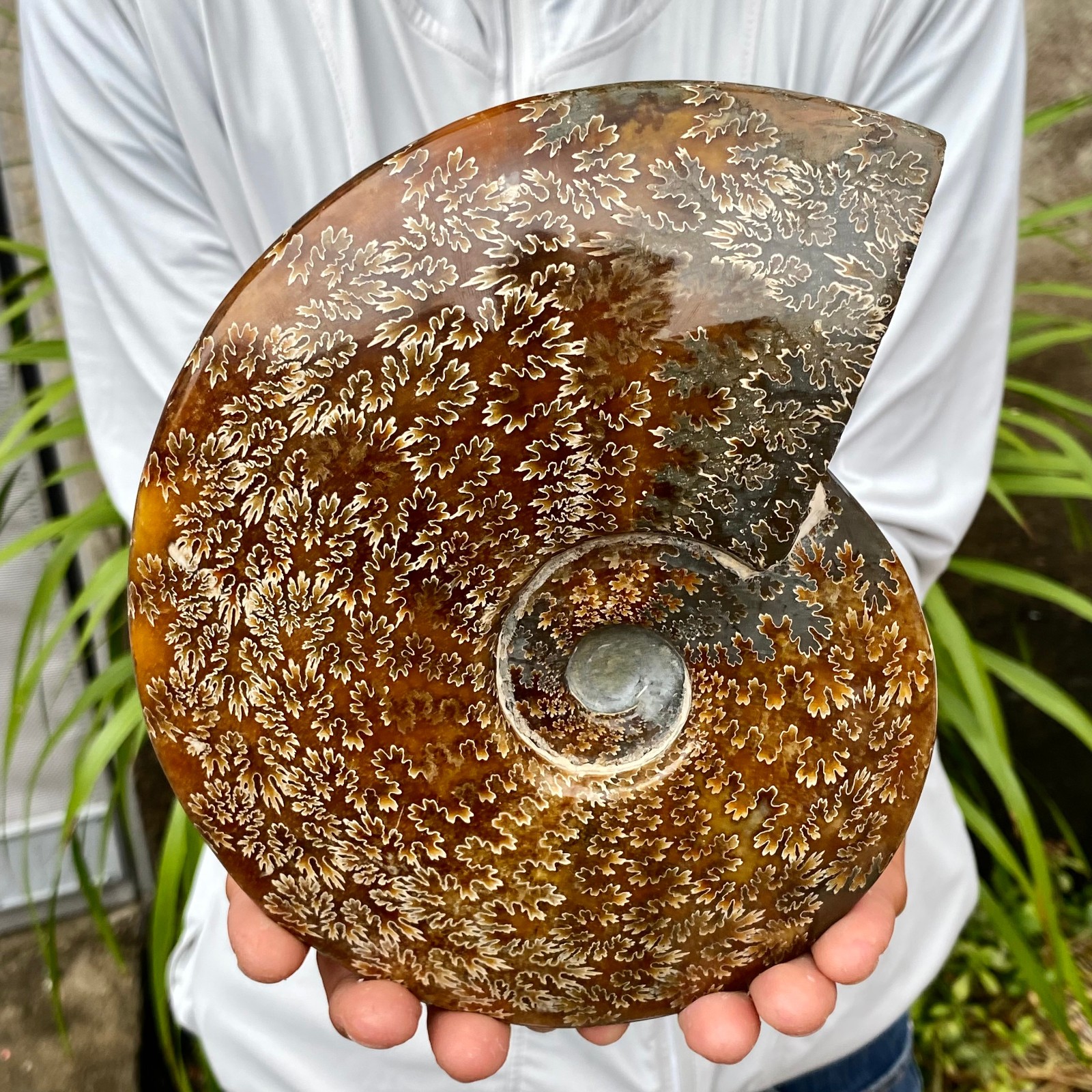 3.94LB Natural Fossil Snail Agate Fancy Cabochon Gemstones 3.94LB Natural Fossil Snail Agate Fancy Cabochon Gemstones