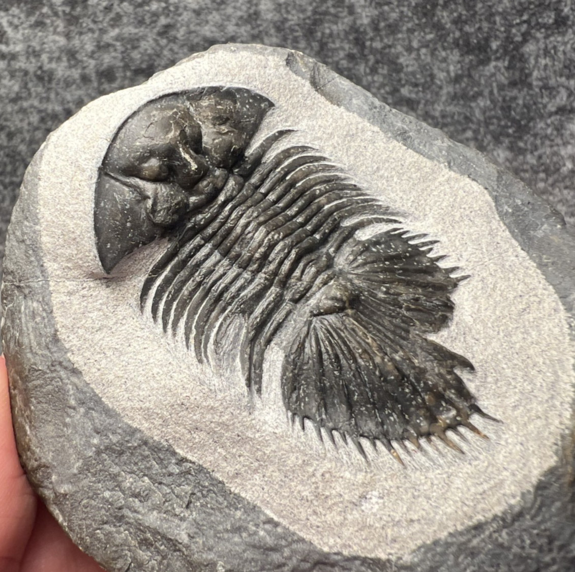 Thysanopeltis speciosa Trilobite Fossil – Beautifully Preserved ✅ Thysanopeltis speciosa Trilobite Fossil – Beautifully Preserved ✅