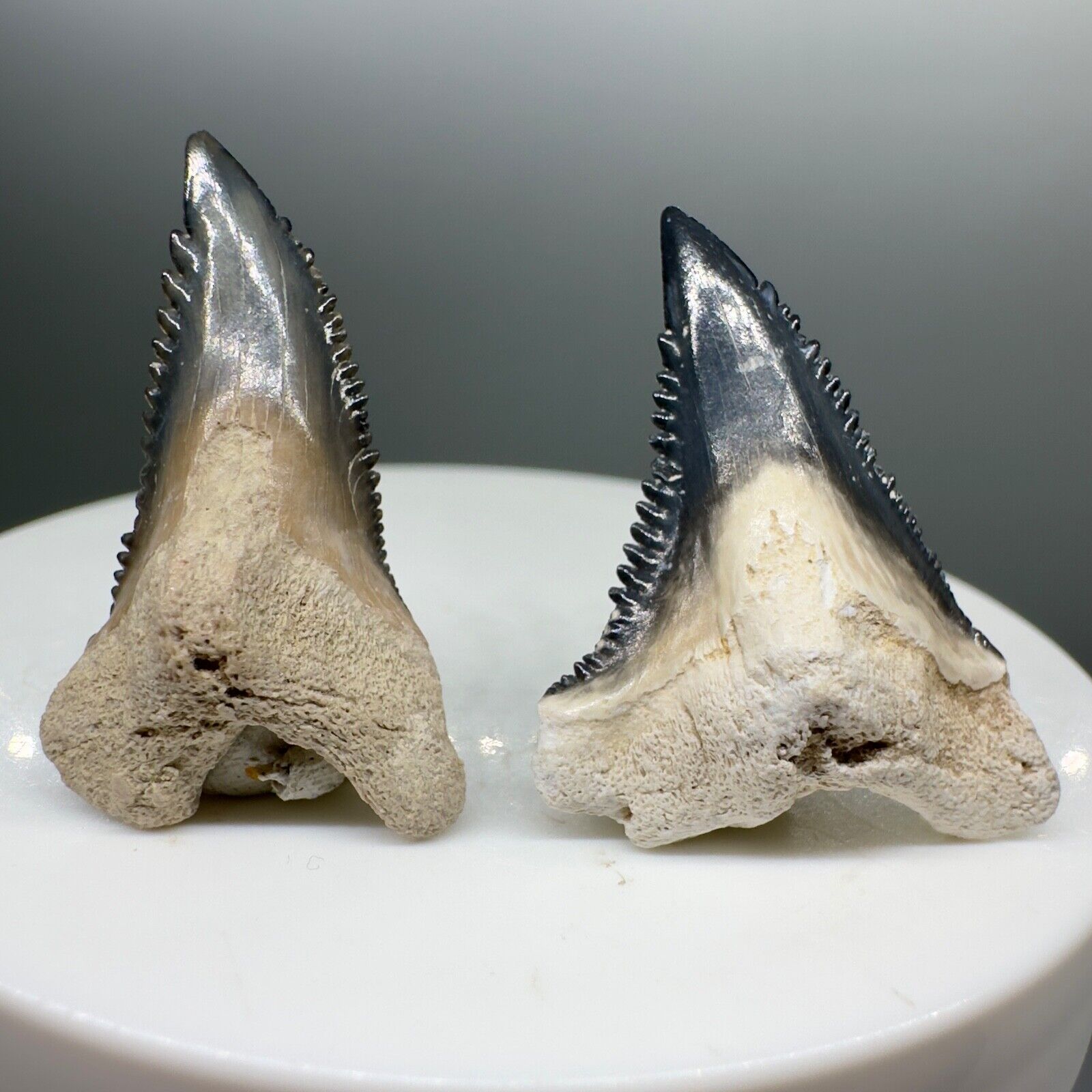 2 beautiful, serrated Fossil HEMIPRISTIS SERRA Shark Teeth - Bone Valley, FL