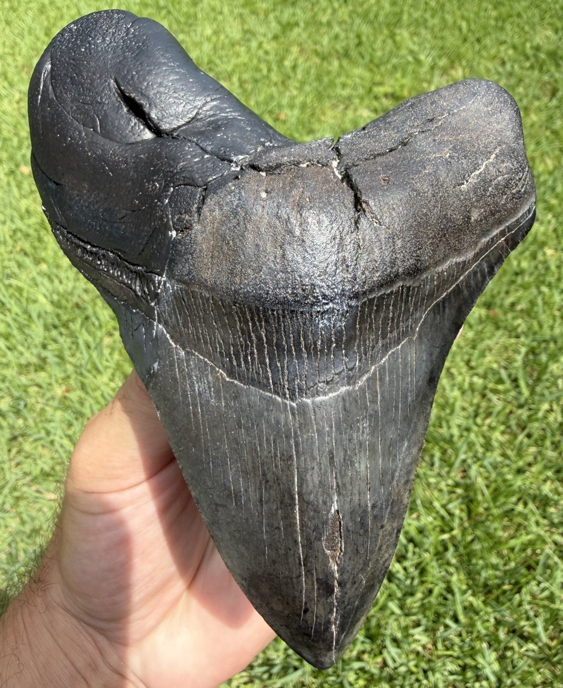 XL 5.59” MEGALODON Shark Tooth Fossil Authentic Shark Teeth Restored