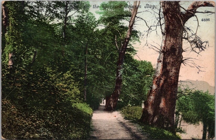 Vintage 1910 COLWYN BAY Wales GB Postcard "In the Woods" UK Stamp & Cancel Vintage 1910 COLWYN BAY Wales GB Postcard "In the Woods" UK Stamp & Cancel