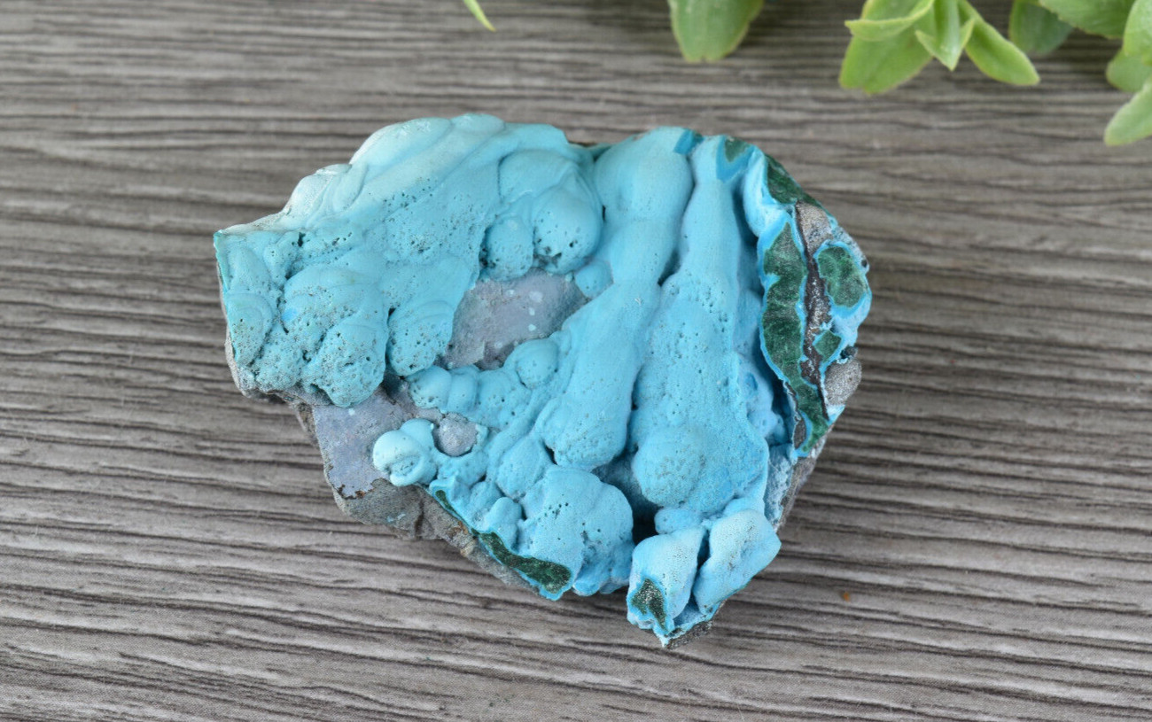 Natural Botryoidal Chrysocolla from Congo    5.5  cm   # 19158