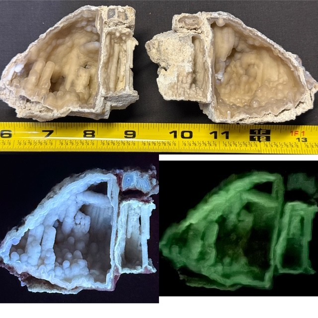 SEE VIDEO : OUTRAGEOUS FLUORESCENT/PHOSPHORESCENT TAMPA BAY CORAL PAIR, FLORIDA