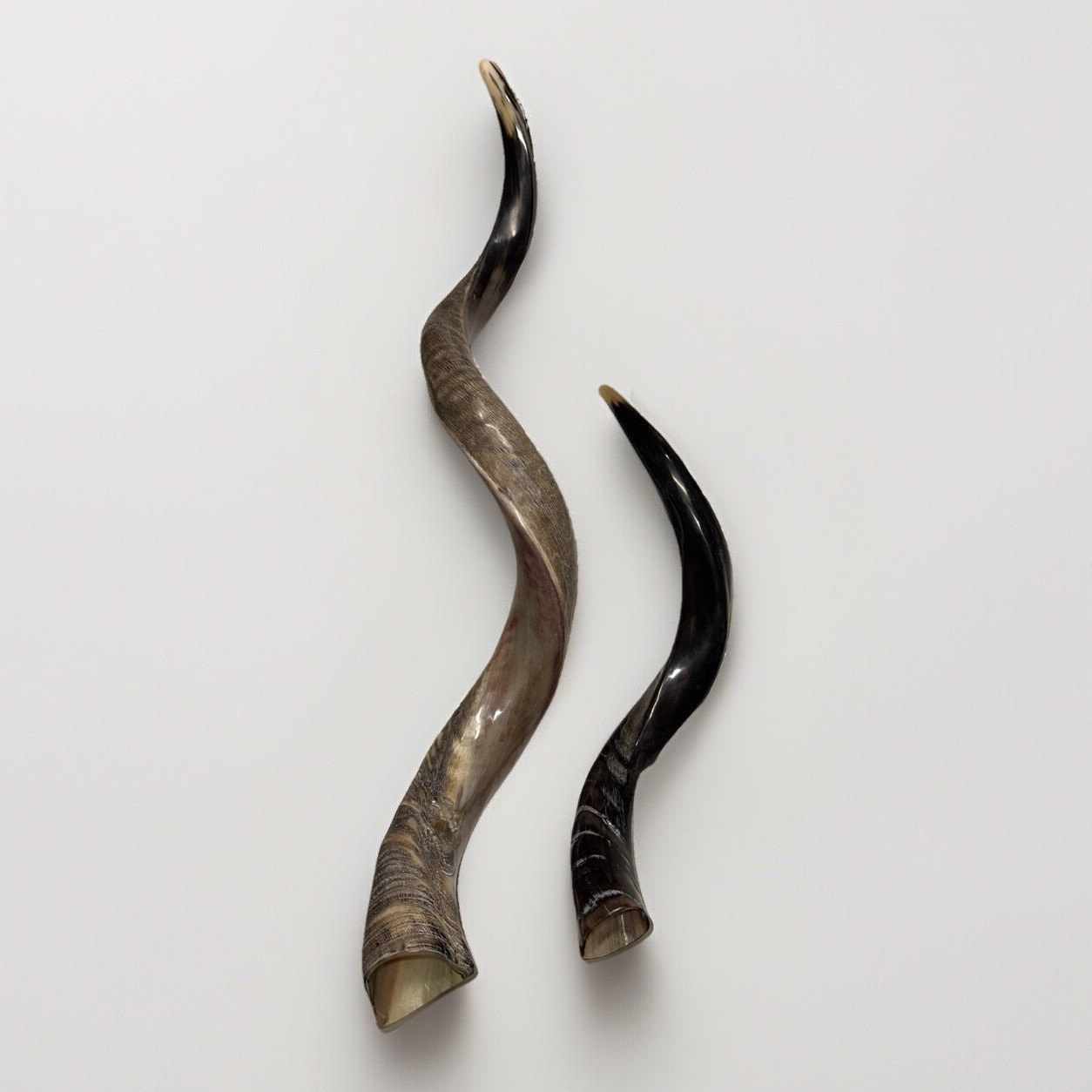 Shofar Yemenite Kudu Horn XXL Set 40”-45”+ 22”-26” New Kosher USA Shofar Yemenite Kudu Horn XXL Set 40”-45”+ 22”-26” New Kosher USA