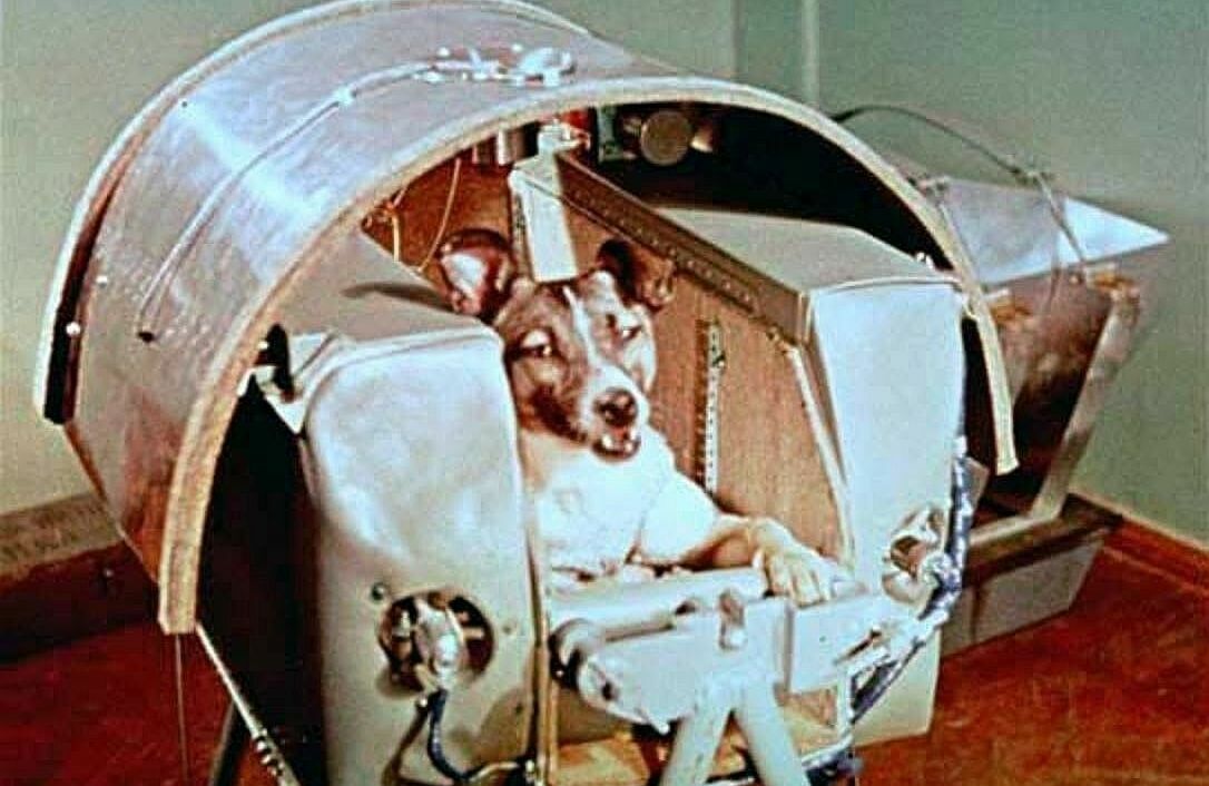First Dog to Orbit Earth PHOTO Laika the Space Dog, Soviet Union Program Flight First Dog to Orbit Earth PHOTO Laika the Space Dog, Soviet Union Program Flight