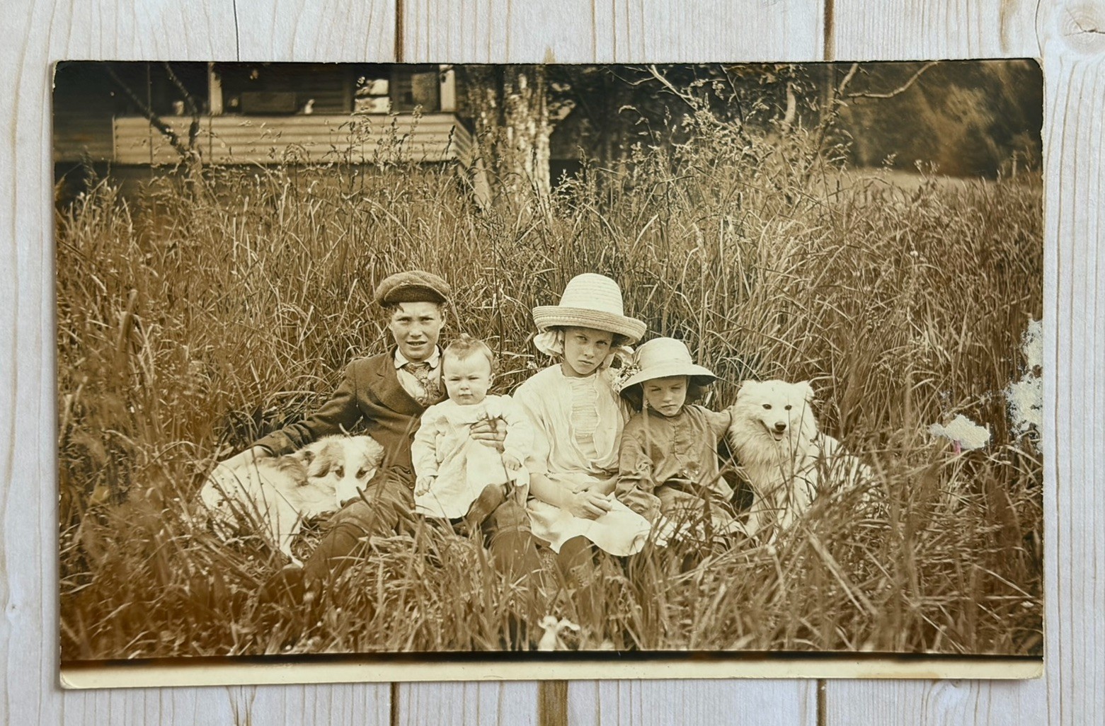 Antique RPPC 4 Children Siblings Posing With 2 Dogs In Tall Grass Antique RPPC 4 Children Siblings Posing With 2 Dogs In Tall Grass