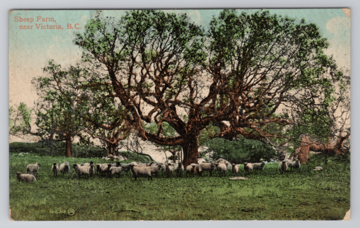 Sheep Farm near Victoria, B.C. Canada Valentine & Sons Postcard Sheep Farm near Victoria, B.C. Canada Valentine & Sons Postcard